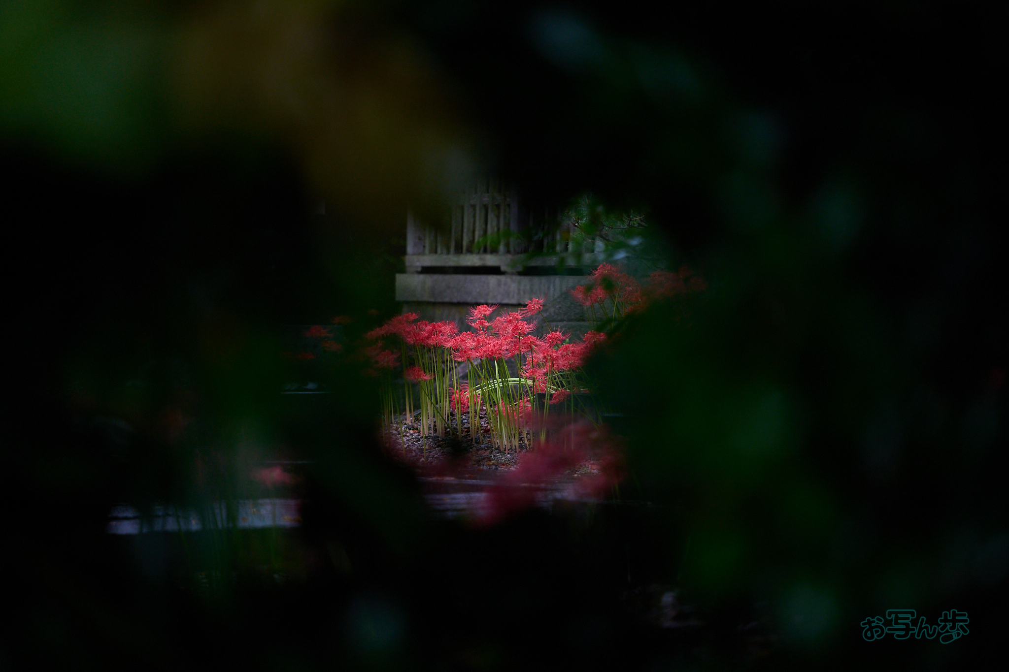 https://www.yaotomi.co.jp/blog/walk/DSC_2211co%2C180%20mm%2CF2.8%2Ciso560%28RAW%20S%29.jpg
