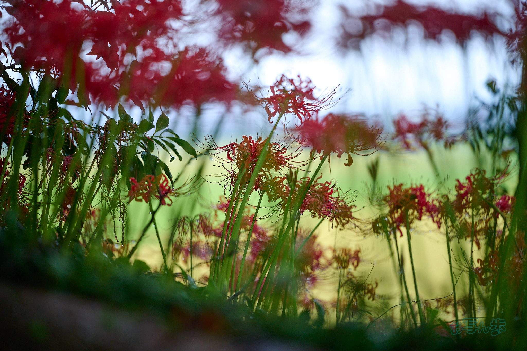 https://www.yaotomi.co.jp/blog/walk/DSC_2259co%2C180%20mm%2CF2.8%2Ciso640%28RAW%20S%29.jpg