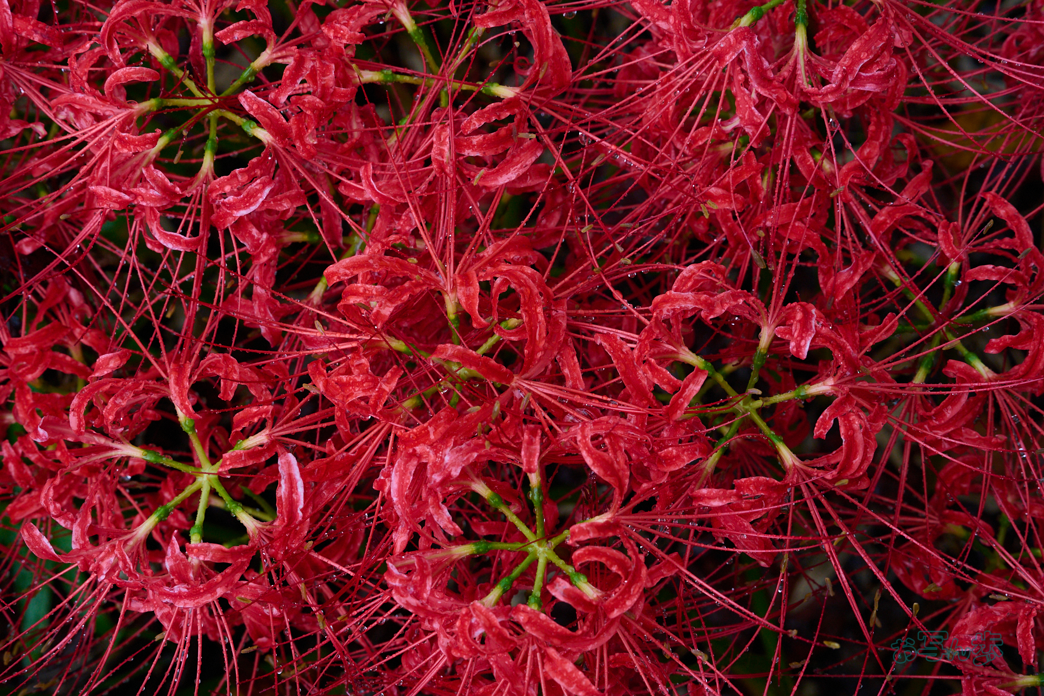 https://www.yaotomi.co.jp/blog/walk/DSC_2386co%2C70%20mm%2CF10%2Ciso1250%28RAW%20S%29.jpg