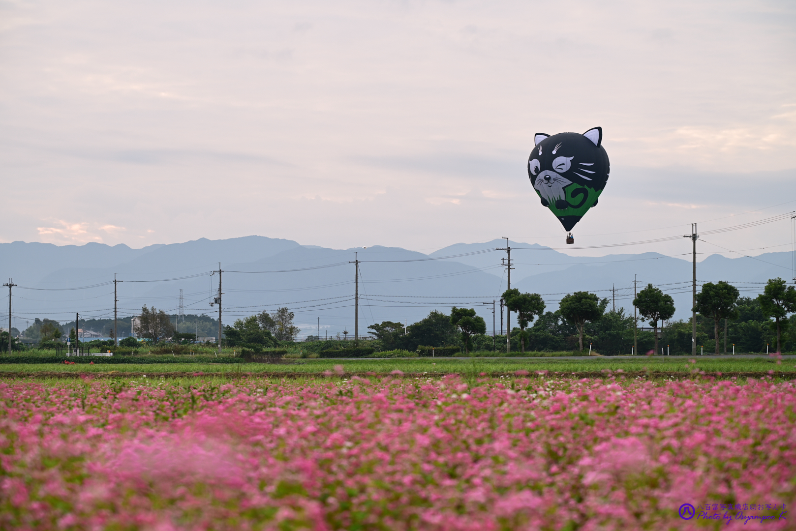 https://www.yaotomi.co.jp/blog/walk/DSC_2403%2CNIKON%20Z%205%2C95%20mm_2020yaotomi.jpg