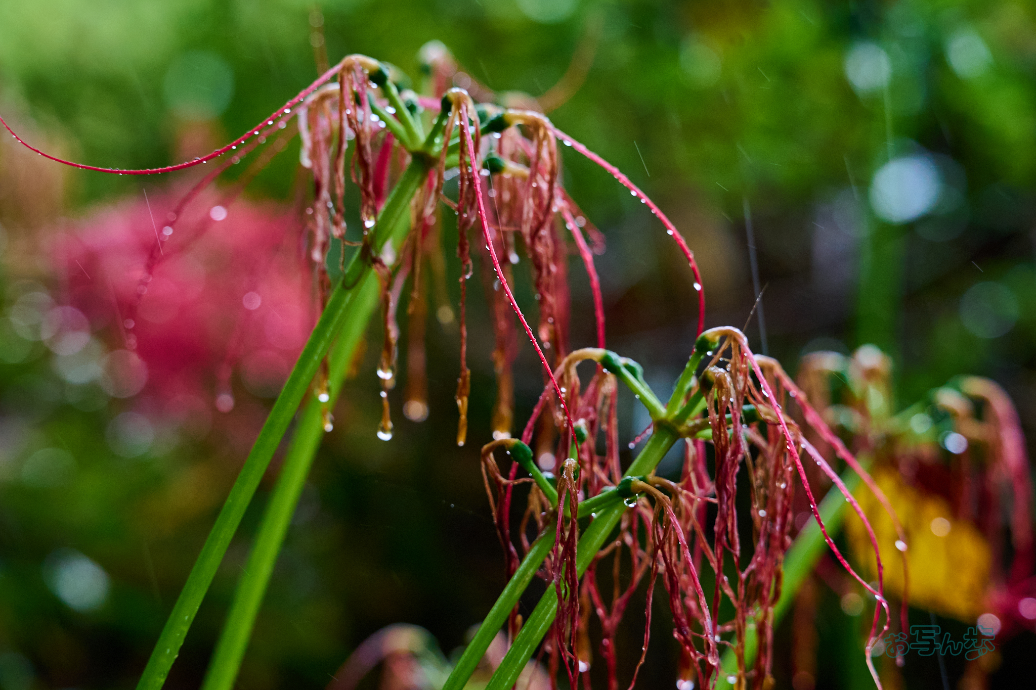 https://www.yaotomi.co.jp/blog/walk/DSC_2410co%2C155%20mm%2CF5.6%2Ciso2200%28RAW%20S%29.jpg