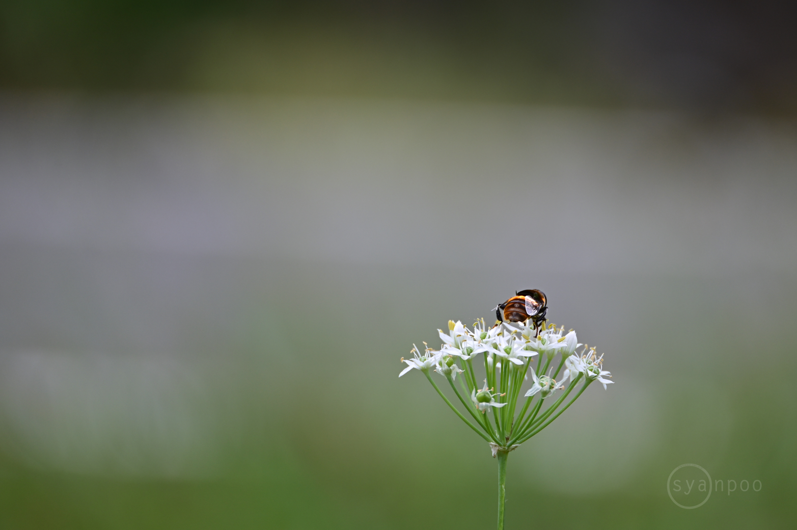 https://www.yaotomi.co.jp/blog/walk/DSC_2424%2C300%20mm%2CF6.3%2Ciso200%28JPEG%29.jpg