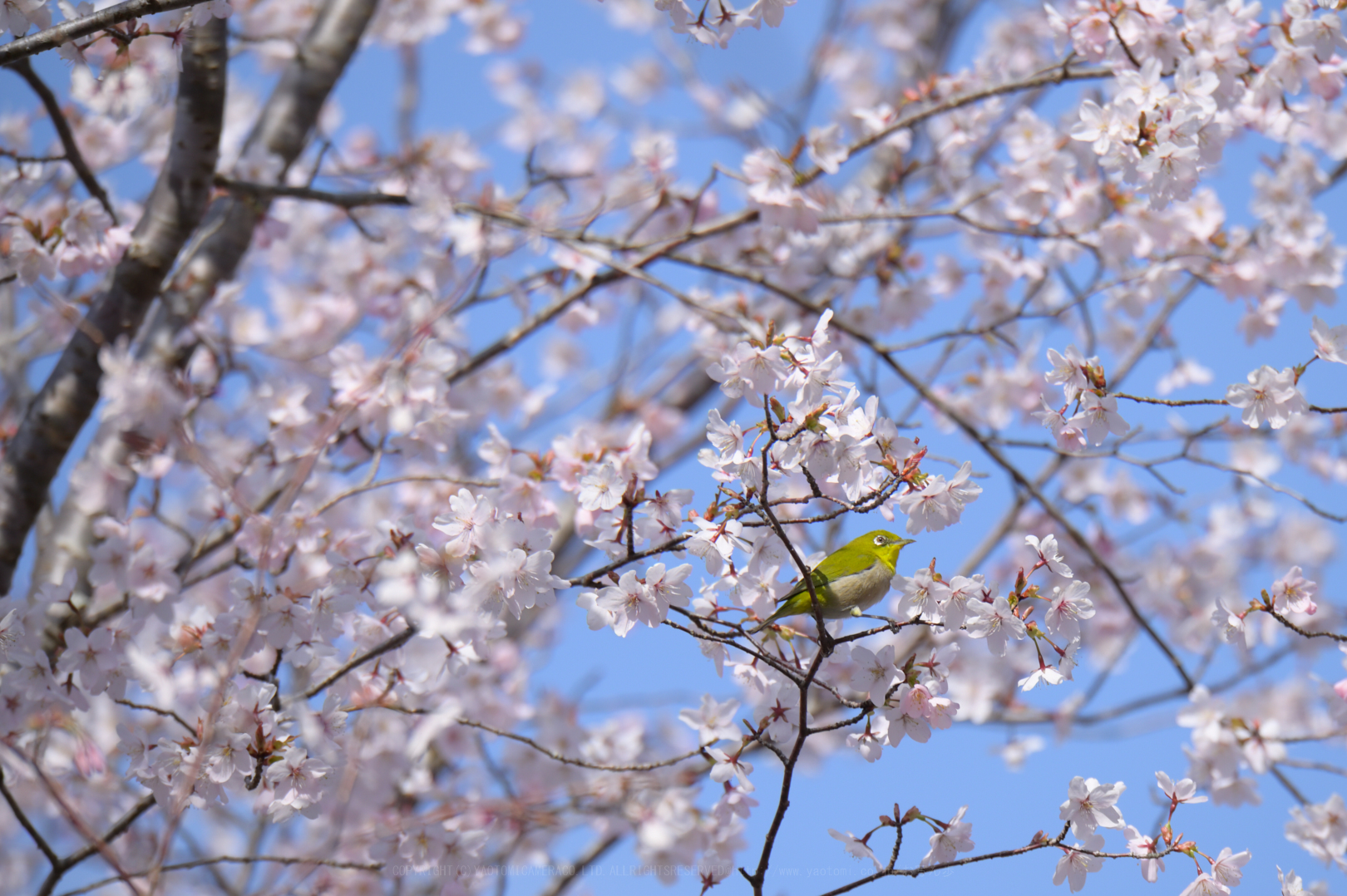 https://www.yaotomi.co.jp/blog/walk/DSC_2425_NDX_2020yaotomi.jpg