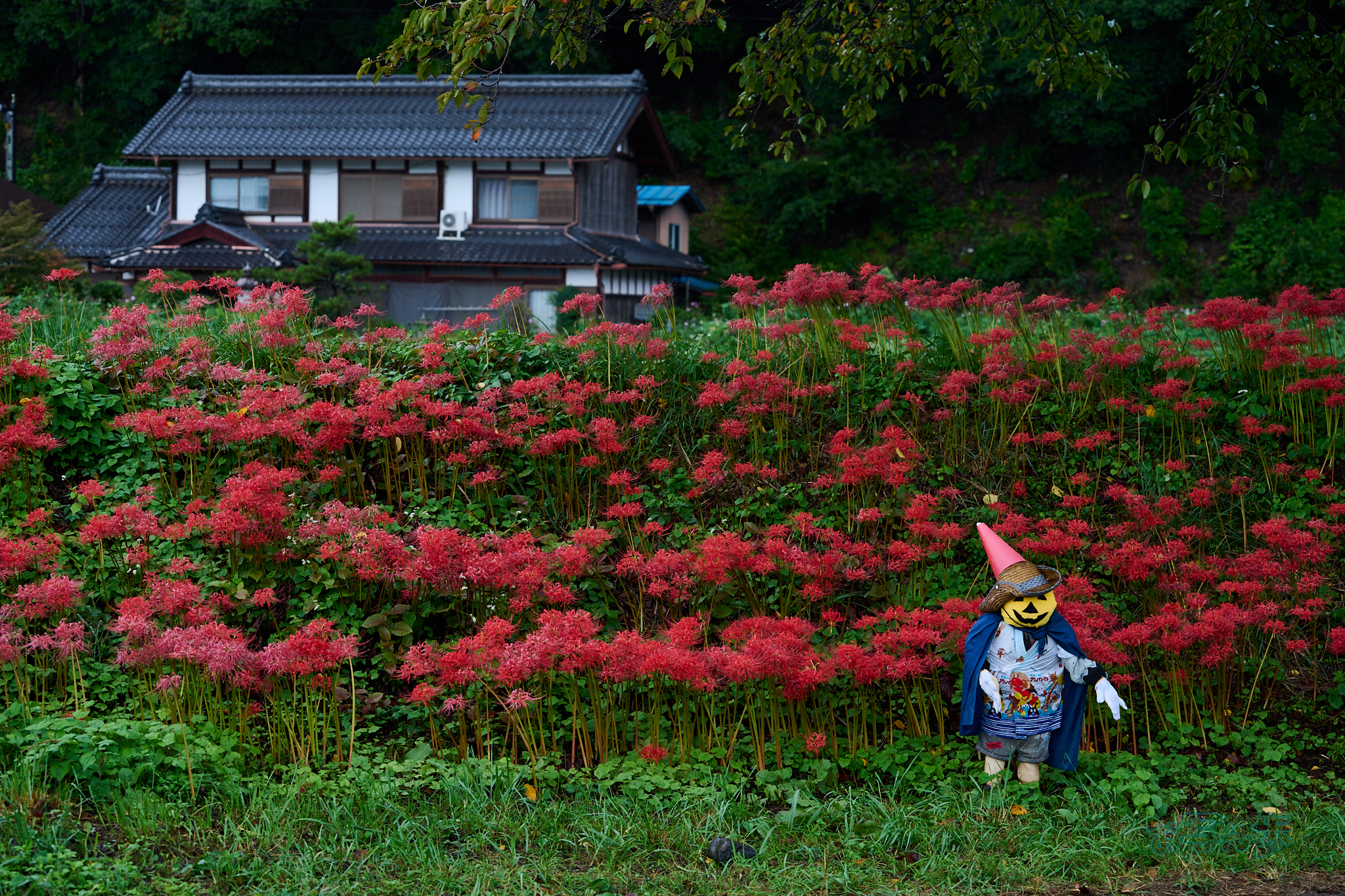 https://www.yaotomi.co.jp/blog/walk/DSC_2530co%2C80%20mm%2CF5%2Ciso180%28RAW%20S%29.jpg
