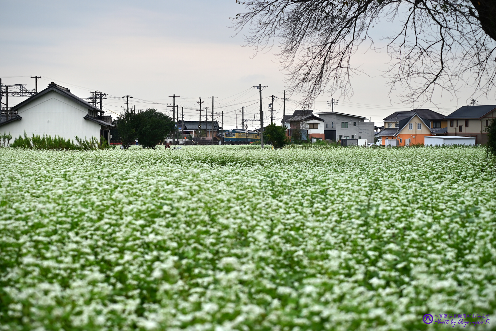 https://www.yaotomi.co.jp/blog/walk/DSC_2787%2CNIKON%20Z%205%2C70%20mm_2020yaotomi.jpg