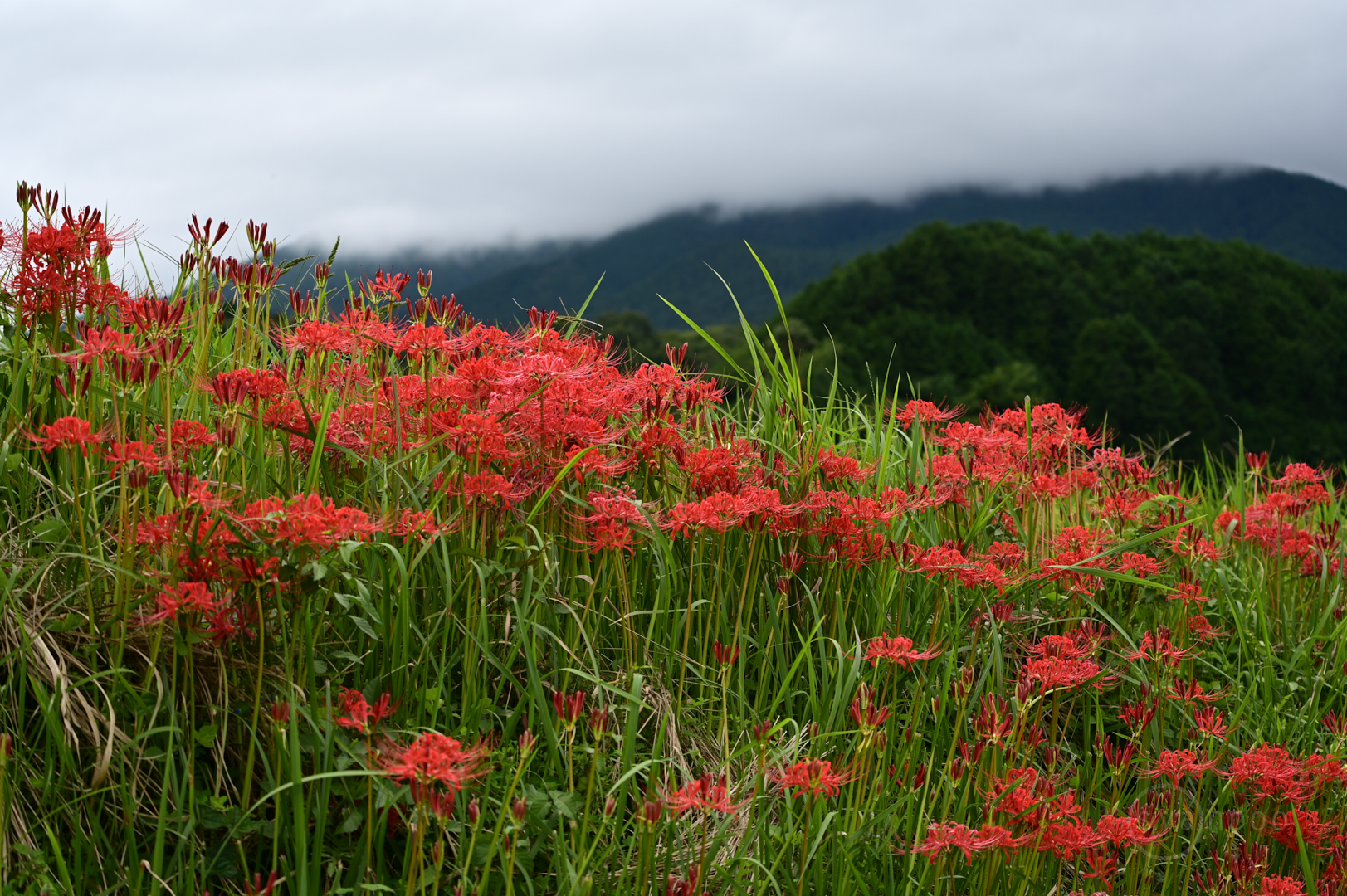 https://www.yaotomi.co.jp/blog/walk/DSC_3086%2C70%20mm%2CF5.6%2Ciso100%28JPEG%29.jpg