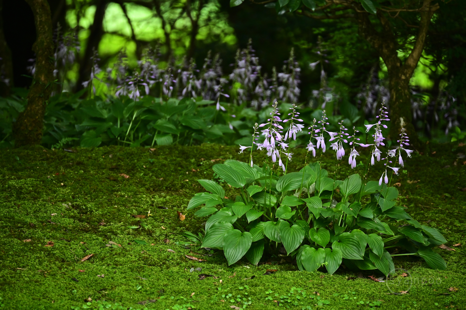 https://www.yaotomi.co.jp/blog/walk/DSC_3203%2C400%20mm%2CF5.6%2Ciso4000%28JPEG%29.jpg