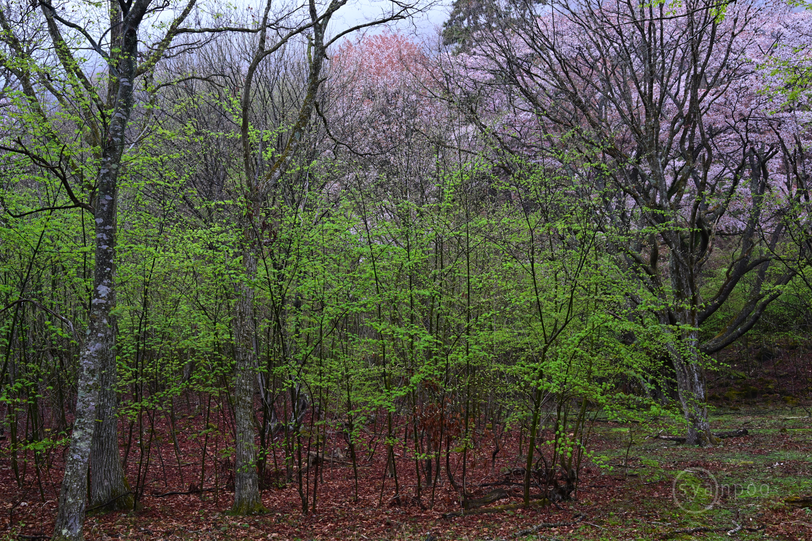 https://www.yaotomi.co.jp/blog/walk/DSC_3362%2C35%20mm%2CF8%2Ciso1000%28JPEG%29.jpg