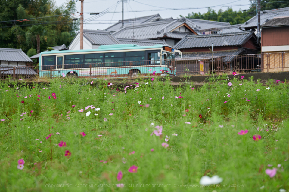 https://www.yaotomi.co.jp/blog/walk/DSC_3434%2C2017yaotomi.jpg