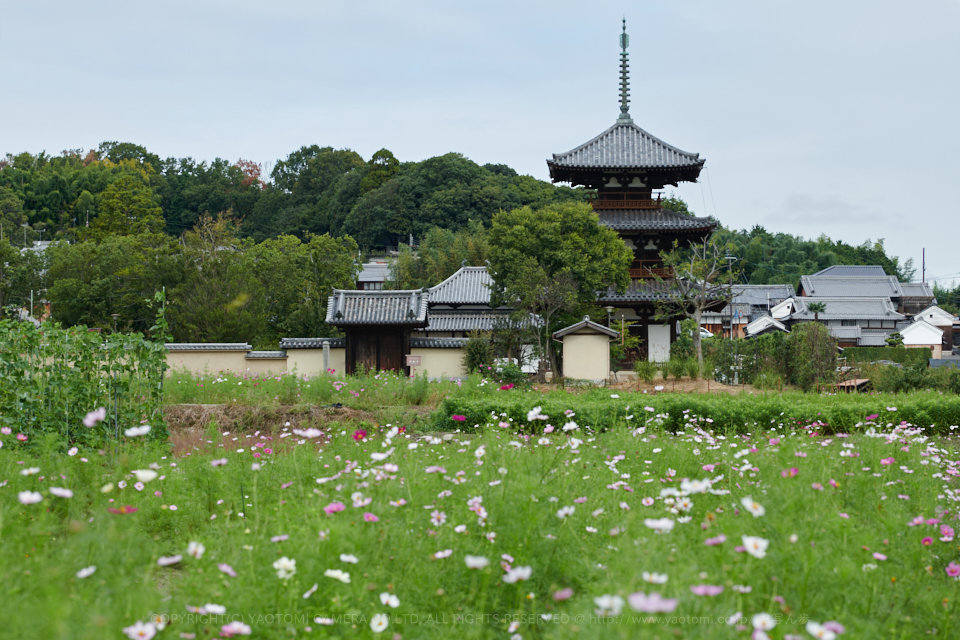 https://www.yaotomi.co.jp/blog/walk/DSC_3471%2C2017yaotomi.jpg