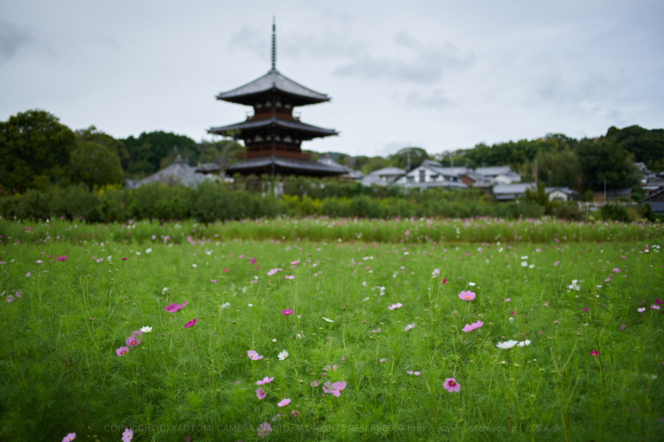 https://www.yaotomi.co.jp/blog/walk/DSC_3479%2C2017yaotomi.jpg