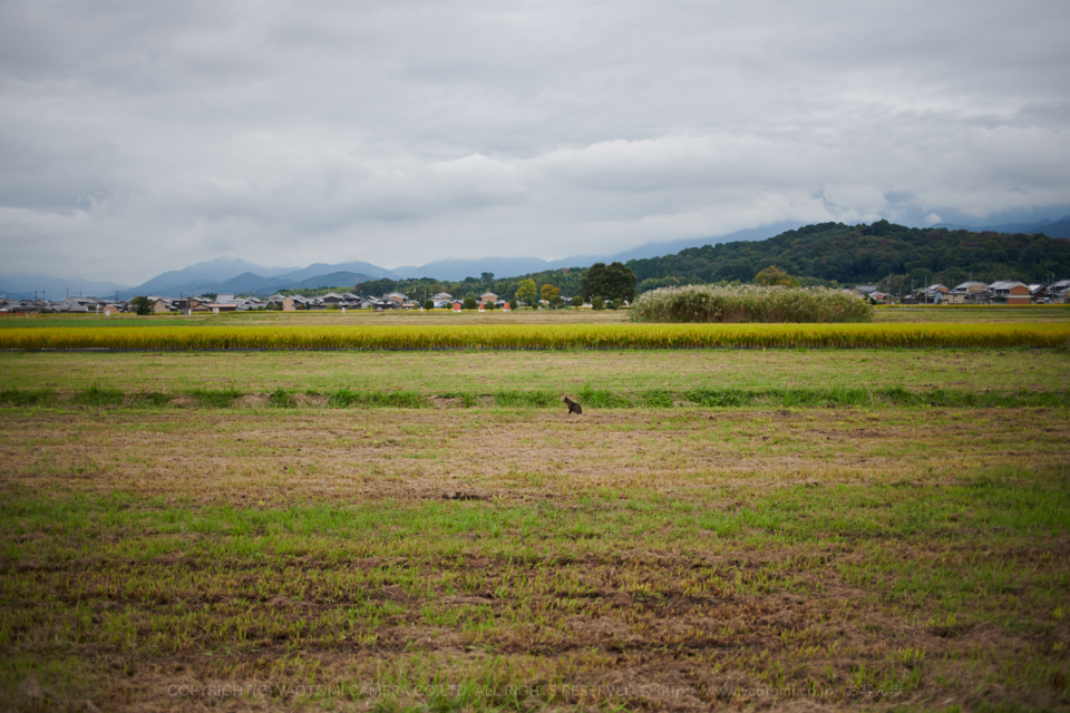 https://www.yaotomi.co.jp/blog/walk/DSC_3496%2C2017yaotomi.jpg