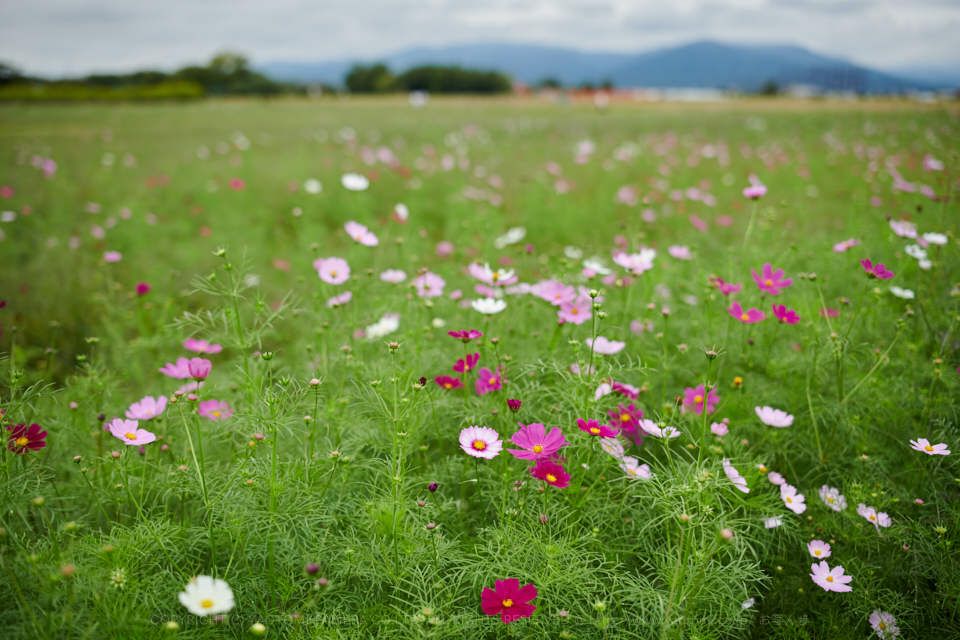 https://www.yaotomi.co.jp/blog/walk/DSC_3513%2C2017yaotomi.jpg