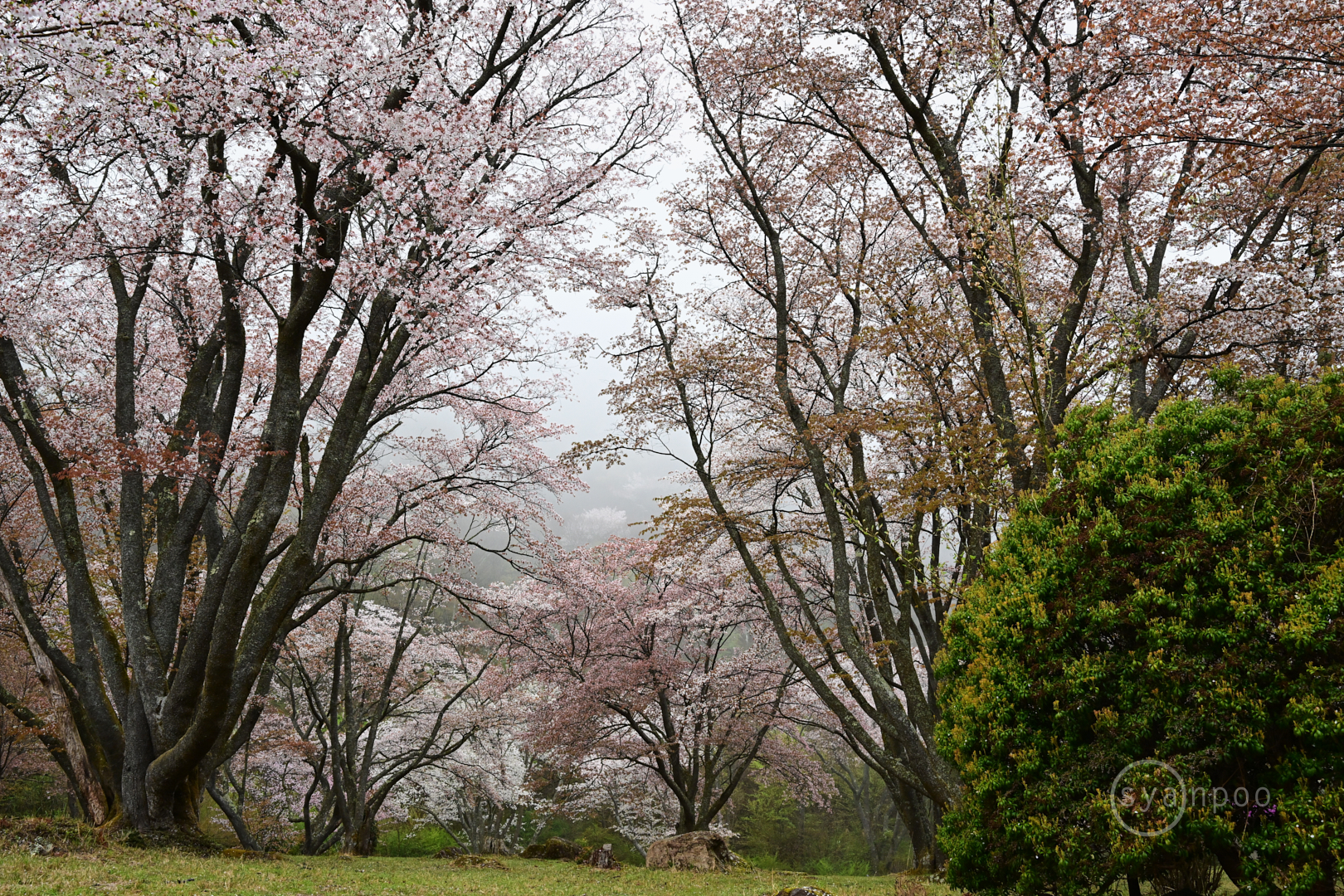 https://www.yaotomi.co.jp/blog/walk/DSC_3612my%2C33%20mm%2CF13%2Ciso2200%28JPEG%29.jpg