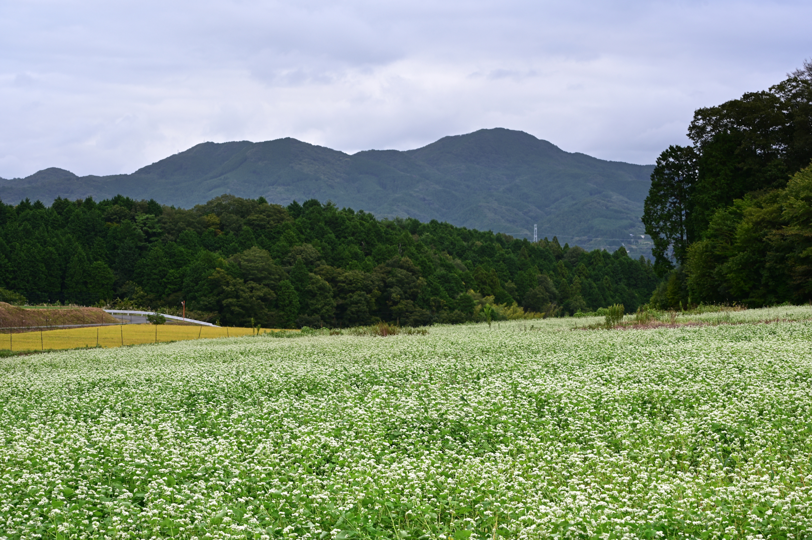 https://www.yaotomi.co.jp/blog/walk/DSC_3863%2C70%20mm%2CF11%2Ciso100%28JPEG%29.jpg