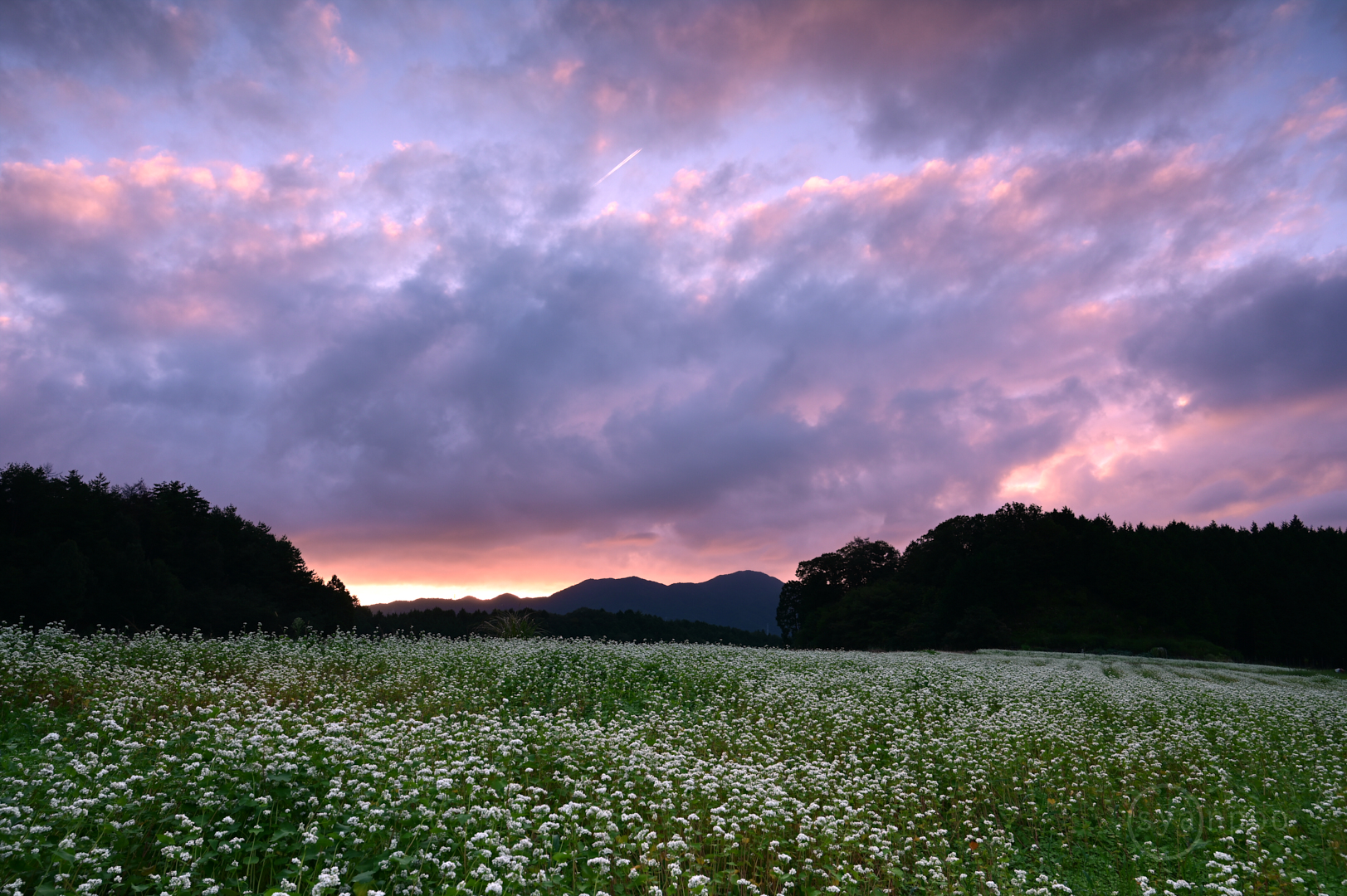 https://www.yaotomi.co.jp/blog/walk/DSC_4598%2C24%20mm%2CF10%2Ciso100%28JPEG%29.jpg