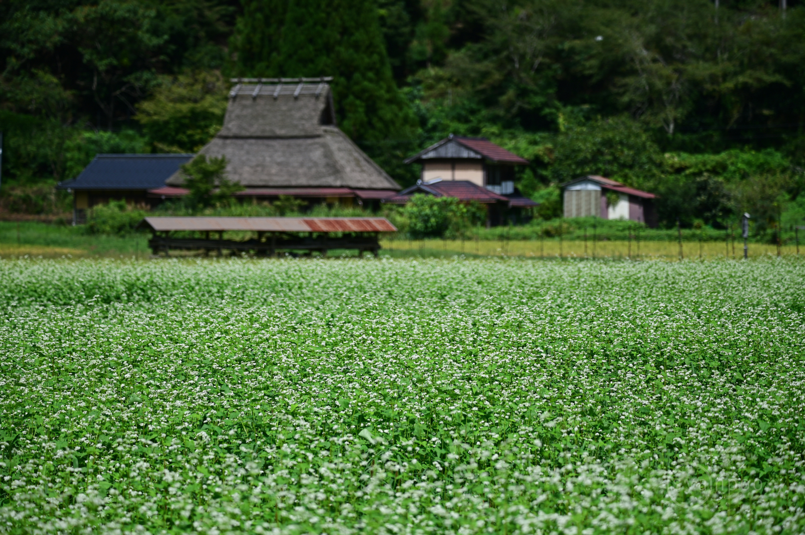 https://www.yaotomi.co.jp/blog/walk/DSC_4681%2C130%20mm%2CF4.8%2Ciso100%28JPEG%29.jpg