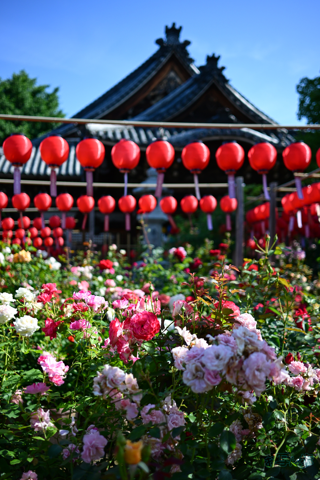 https://www.yaotomi.co.jp/blog/walk/DSC_4682%2C24%20mm%2CF1.7%2C1-2500%20%E7%A7%92%2Ciso100%28JPEG%29.jpg
