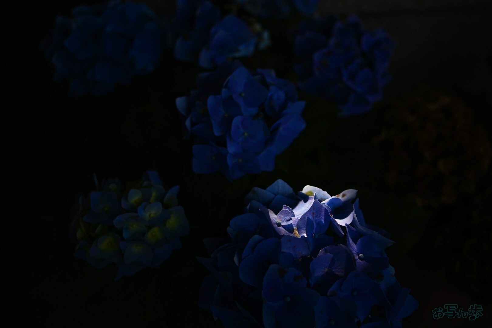https://www.yaotomi.co.jp/blog/walk/DSC_4708%2C24%20mm%2CF1.7%2C1-2000%20%E7%A7%92%2Ciso100%28JPEG%29.jpg