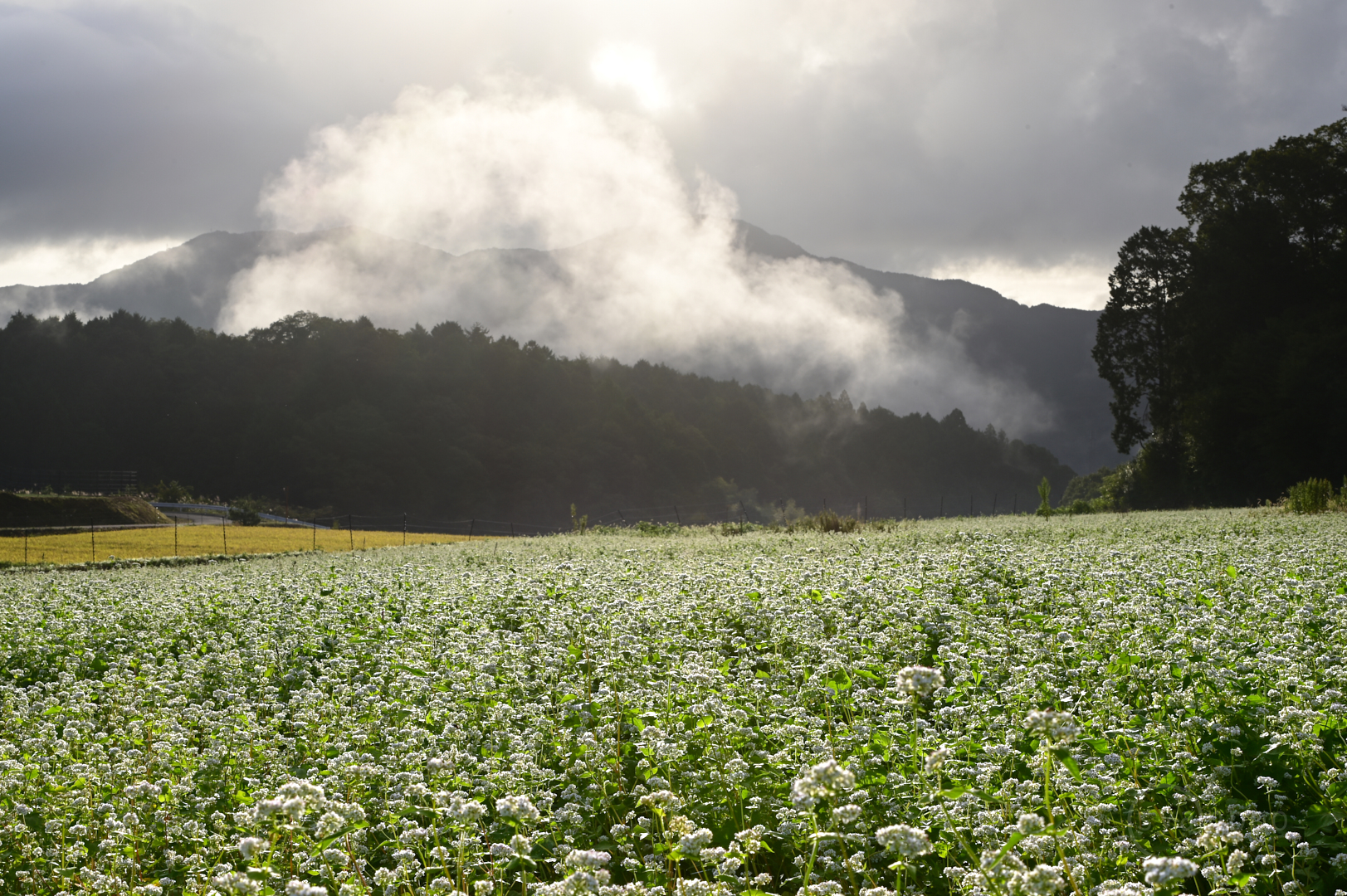 https://www.yaotomi.co.jp/blog/walk/DSC_4736%2C70%20mm%2CF20%2Ciso100%28JPEG%29.jpg