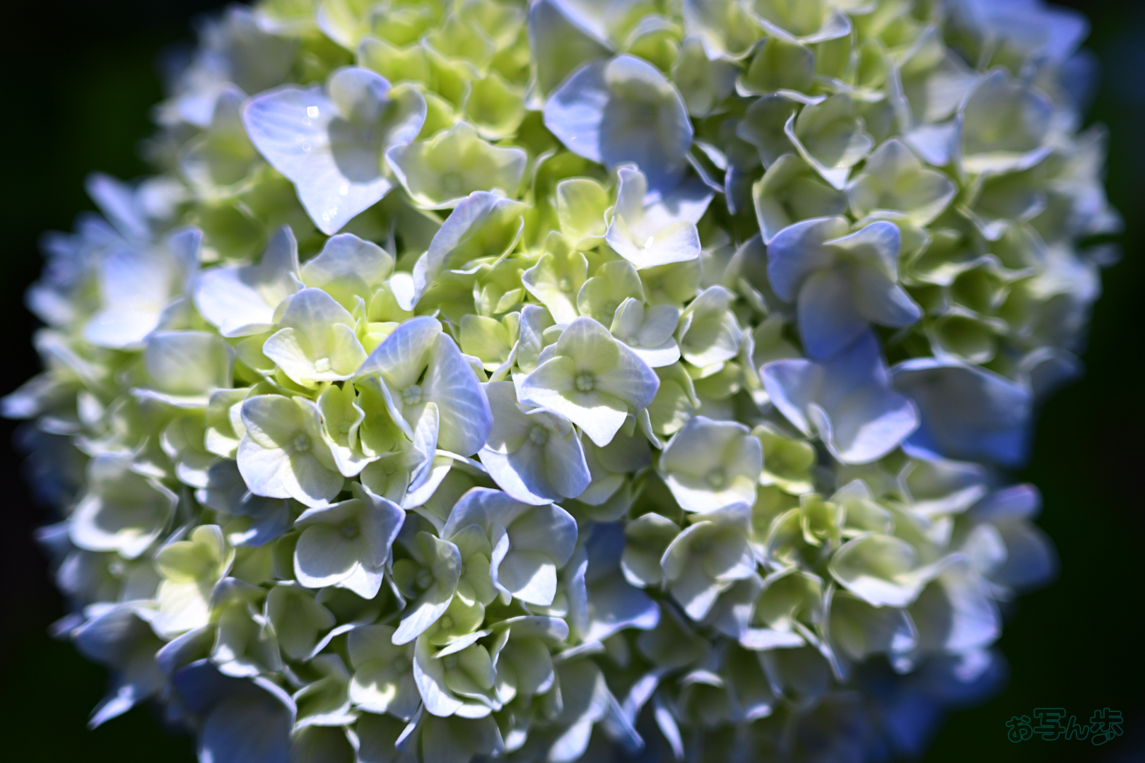 https://www.yaotomi.co.jp/blog/walk/DSC_4739%2C24%20mm%2CF1.7%2C1-3200%20%E7%A7%92%2Ciso100%28JPEG%29.jpg