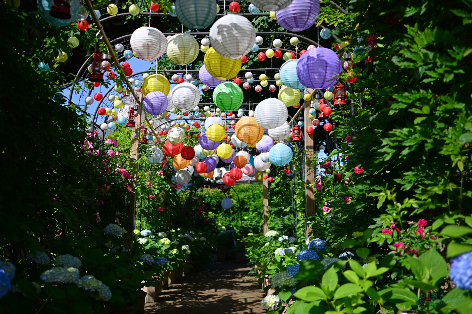 https://www.yaotomi.co.jp/blog/walk/DSC_4835%2C24%20mm%2CF1.7%2C1-4000%20%E7%A7%92%2Ciso100%28JPEG%29.jpg