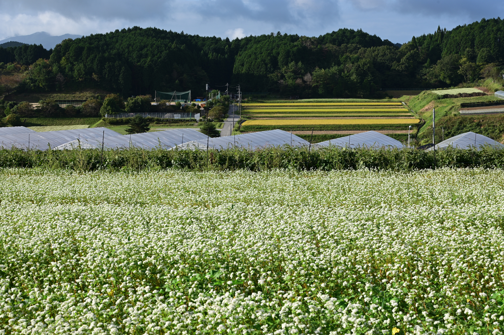 https://www.yaotomi.co.jp/blog/walk/DSC_4914%2C70%20mm%2CF13%2Ciso100%28JPEG%29.jpg