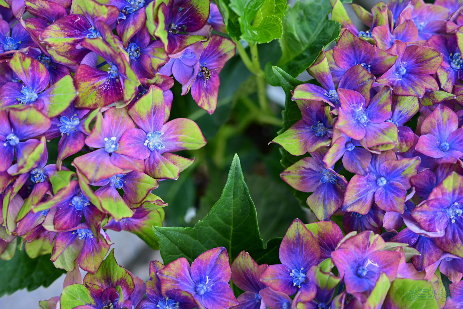 https://www.yaotomi.co.jp/blog/walk/DSC_5186%2C24%20mm%2CF3.2%2C1-50%20%E7%A7%92%2Ciso100%28JPEG%29.jpg