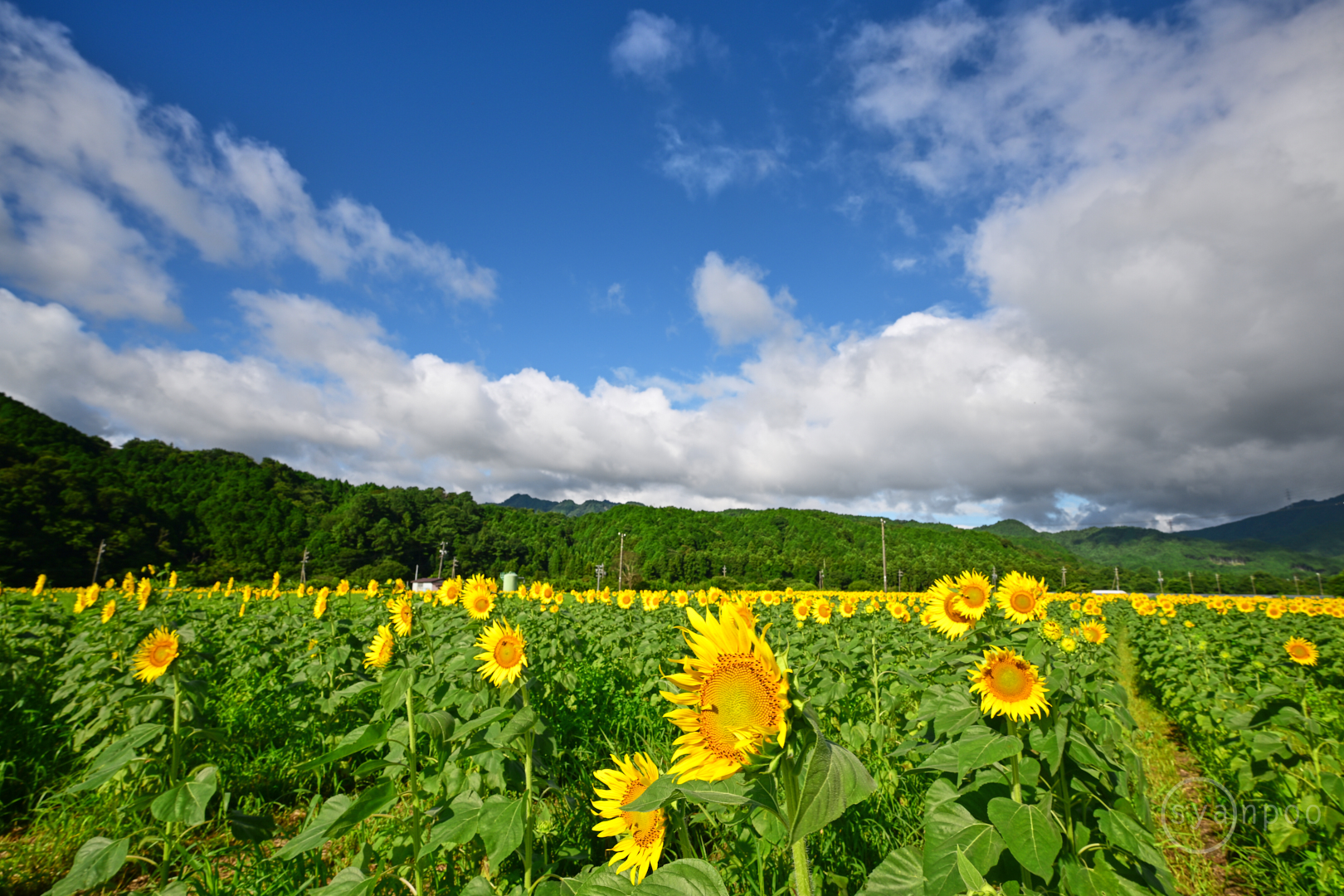 https://www.yaotomi.co.jp/blog/walk/DSC_5439%2C18%20mm%2CF11%2Ciso100%28JPEG%29.jpg