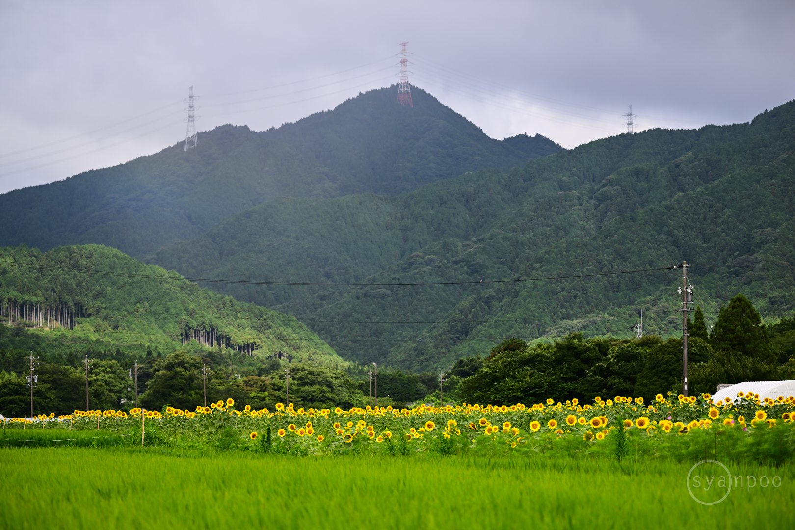 https://www.yaotomi.co.jp/blog/walk/DSC_5581%2C130%20mm%2CF5.6%2Ciso100%28JPEG%29.jpg