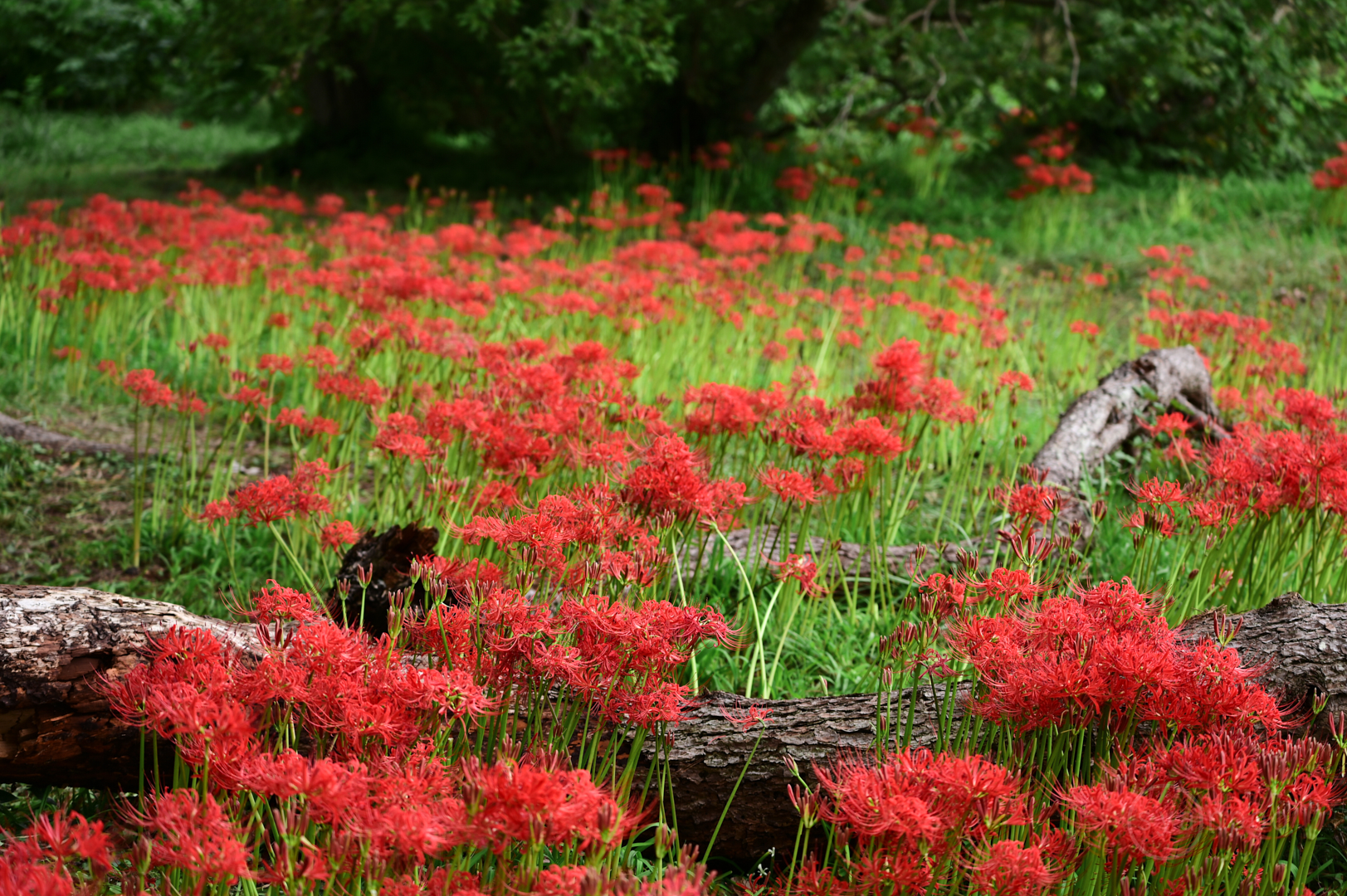 https://www.yaotomi.co.jp/blog/walk/DSC_5909%2C93%20mm%2CF5%2Ciso100%28JPEG%29.jpg