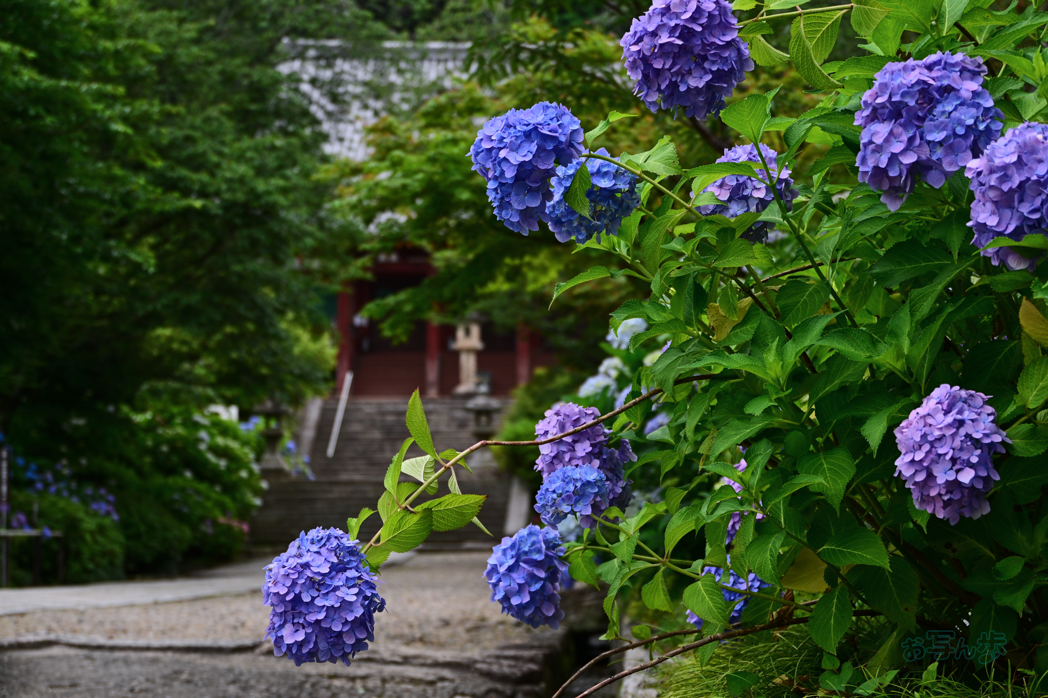 https://www.yaotomi.co.jp/blog/walk/DSC_6063co%2C51%20mm%2CF5%2Ciso180%28JPEG%29.jpg