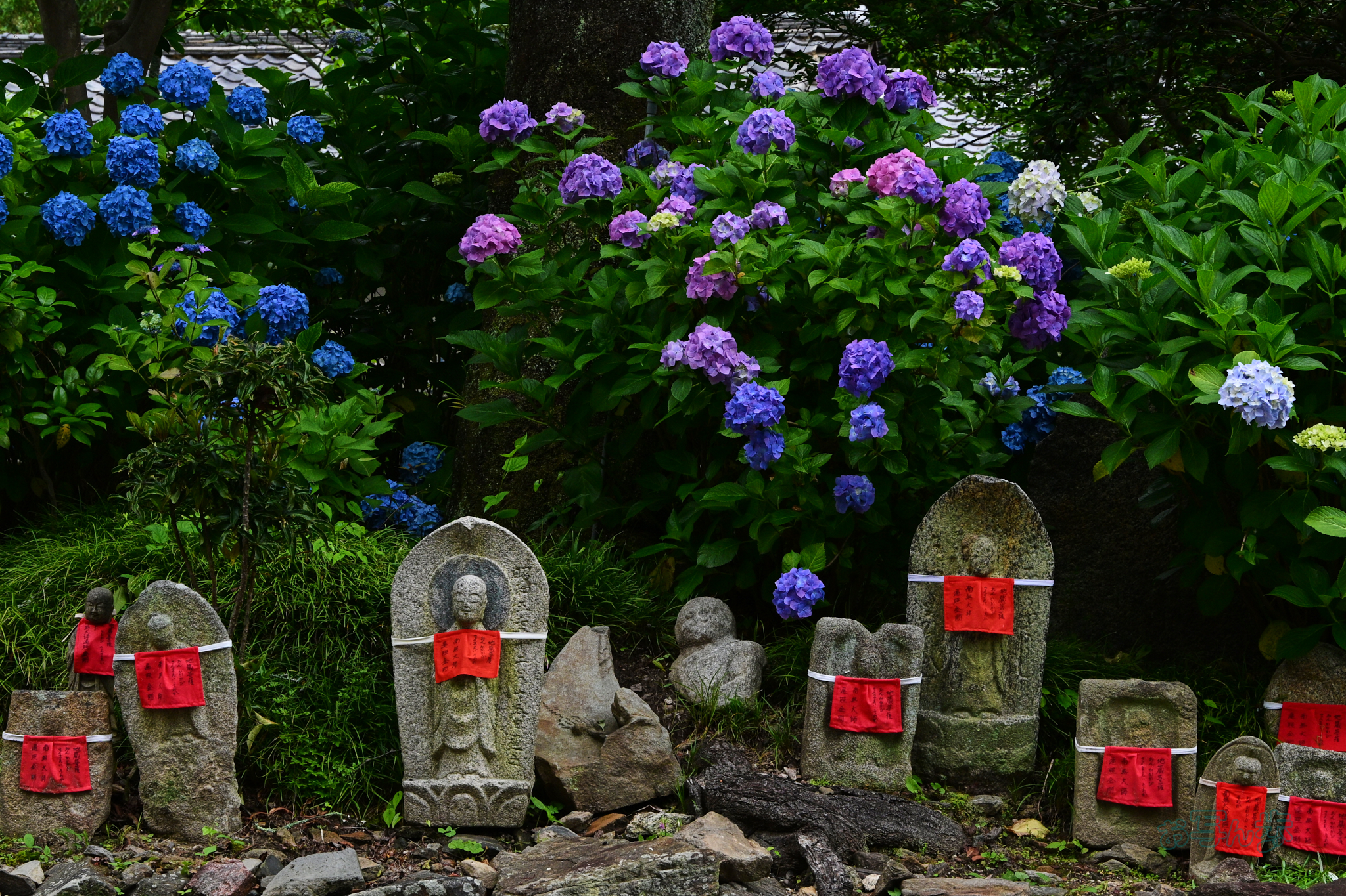 https://www.yaotomi.co.jp/blog/walk/DSC_6085co%2C56%20mm%2CF9%2Ciso720%28JPEG%29.jpg