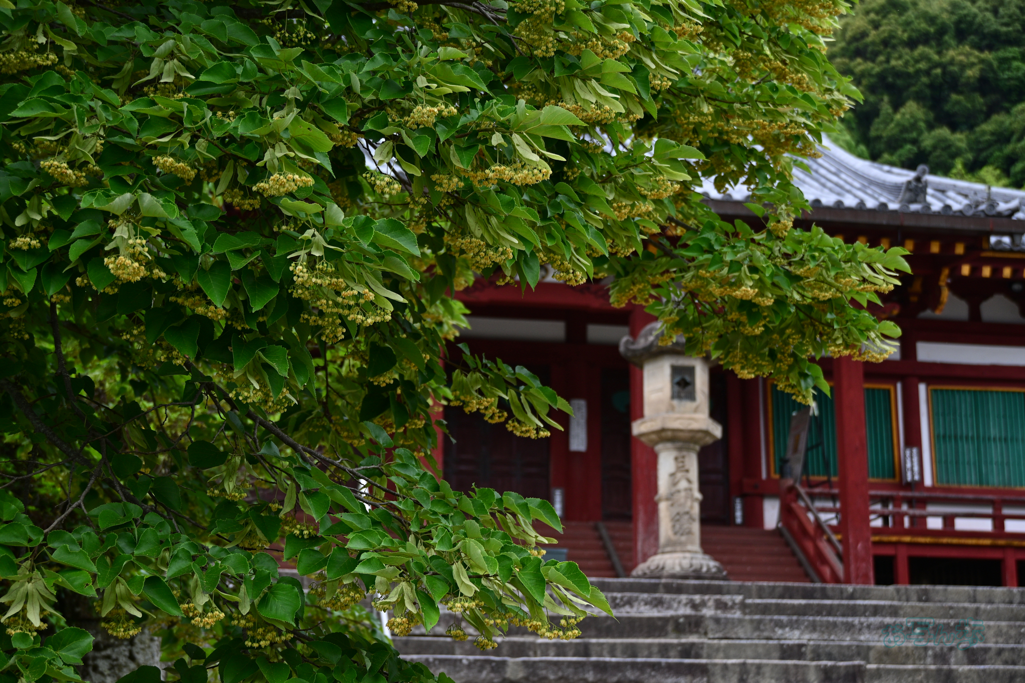 https://www.yaotomi.co.jp/blog/walk/DSC_6124co%2C38%20mm%2CF4.5%2Ciso125%28JPEG%29.jpg