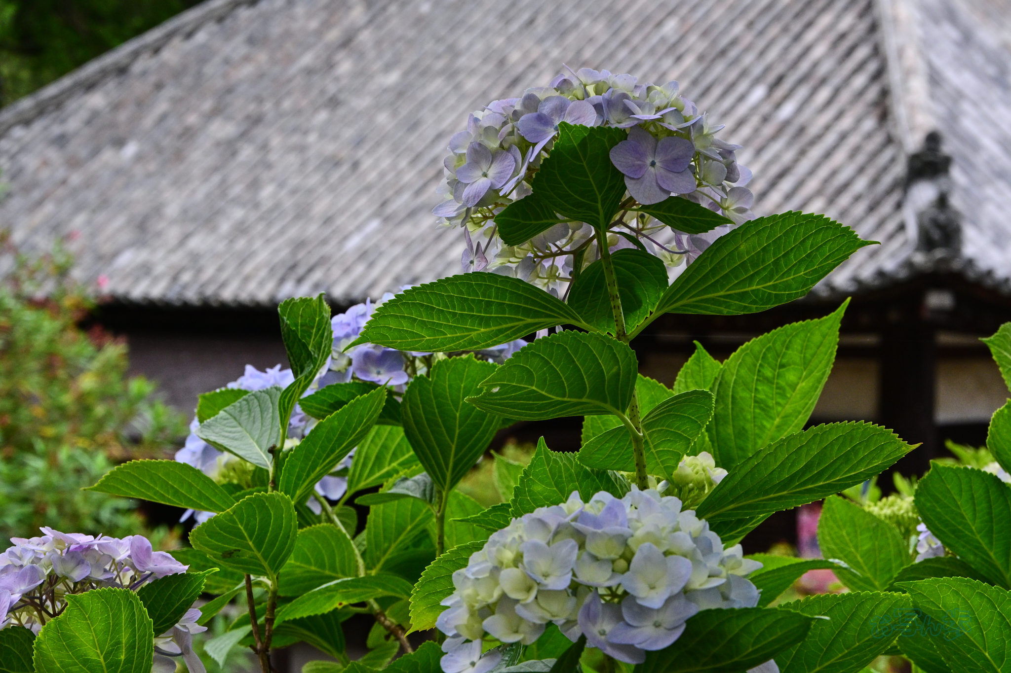 https://www.yaotomi.co.jp/blog/walk/DSC_6153co%2C68%20mm%2CF11%2Ciso1250%28JPEG%29.jpg