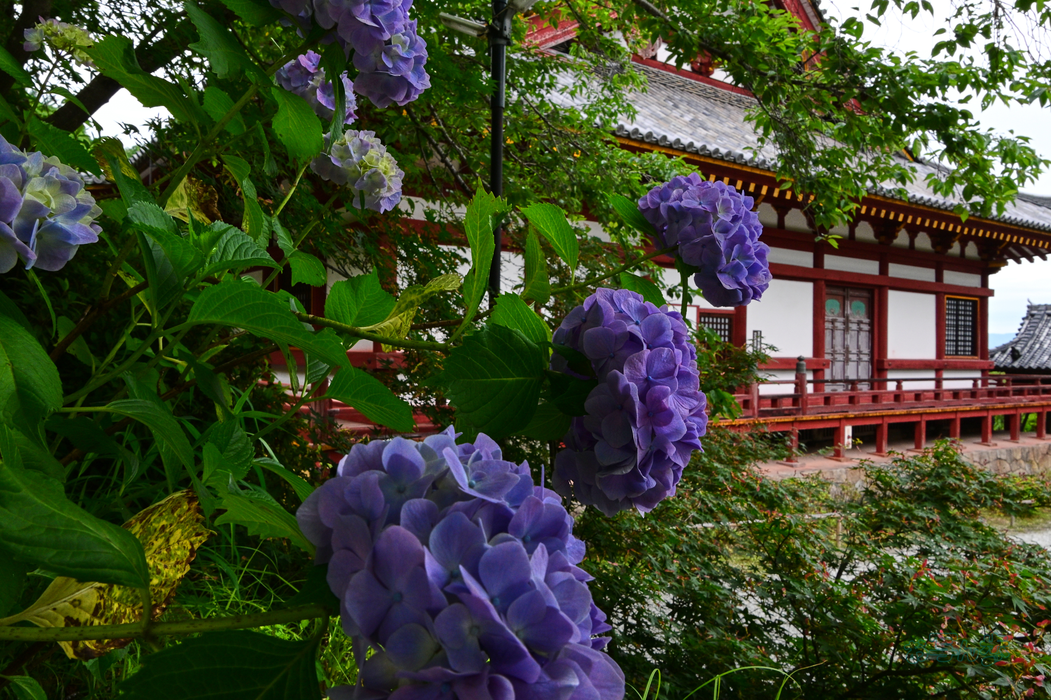 https://www.yaotomi.co.jp/blog/walk/DSC_6181co%2C18%20mm%2CF13%2Ciso360%28JPEG%29.jpg