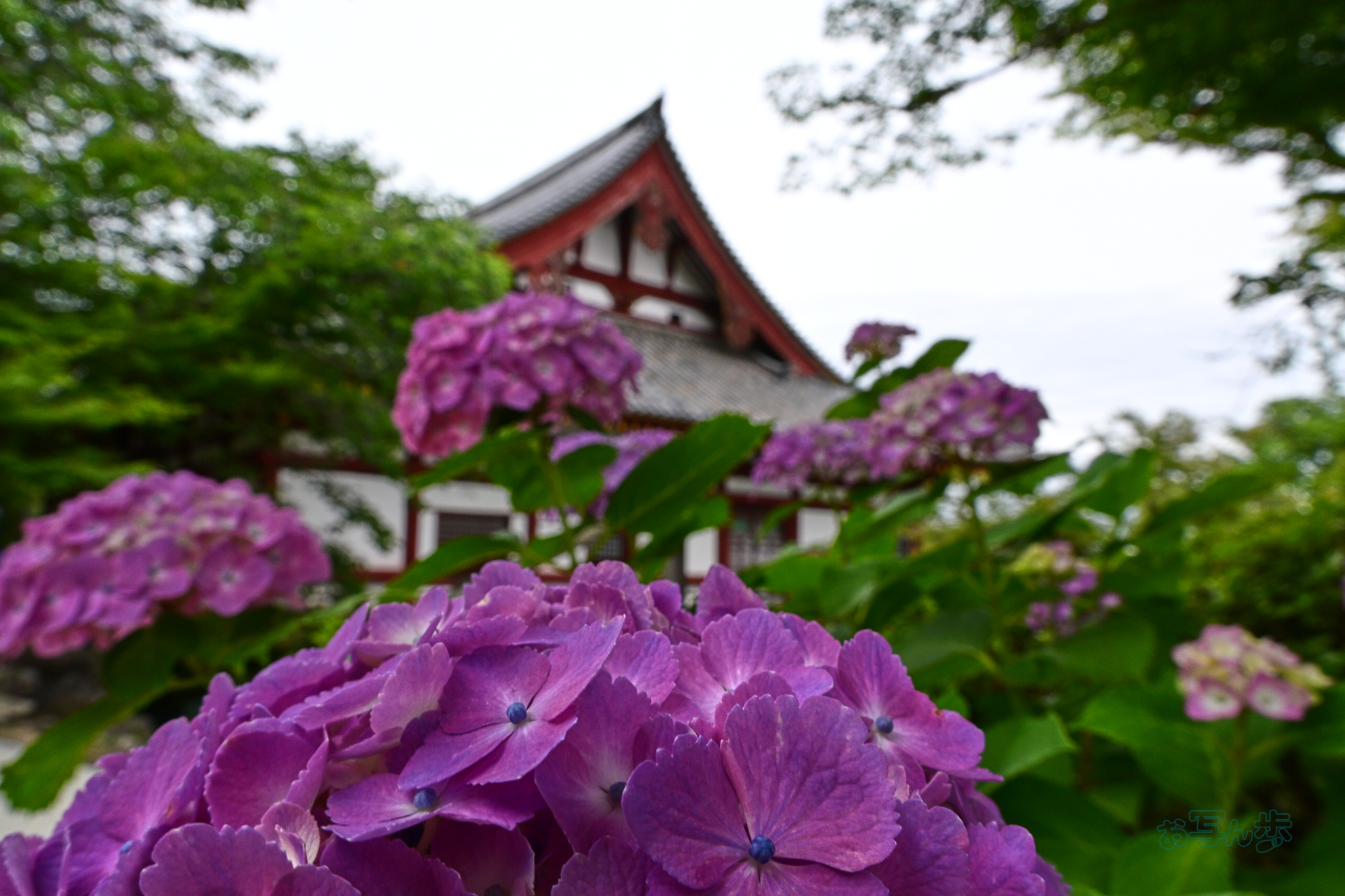 https://www.yaotomi.co.jp/blog/walk/DSC_6198co%2C18%20mm%2CF13%2Ciso220%28JPEG%29.jpg
