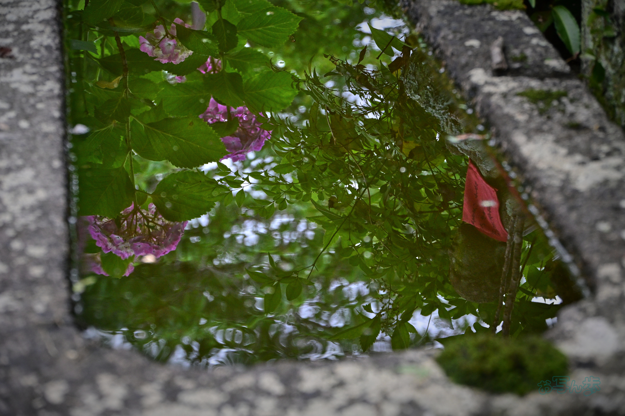 https://www.yaotomi.co.jp/blog/walk/DSC_6214co%2C71%20mm%2CF6.3%2Ciso1600%28JPEG%29_1.jpg