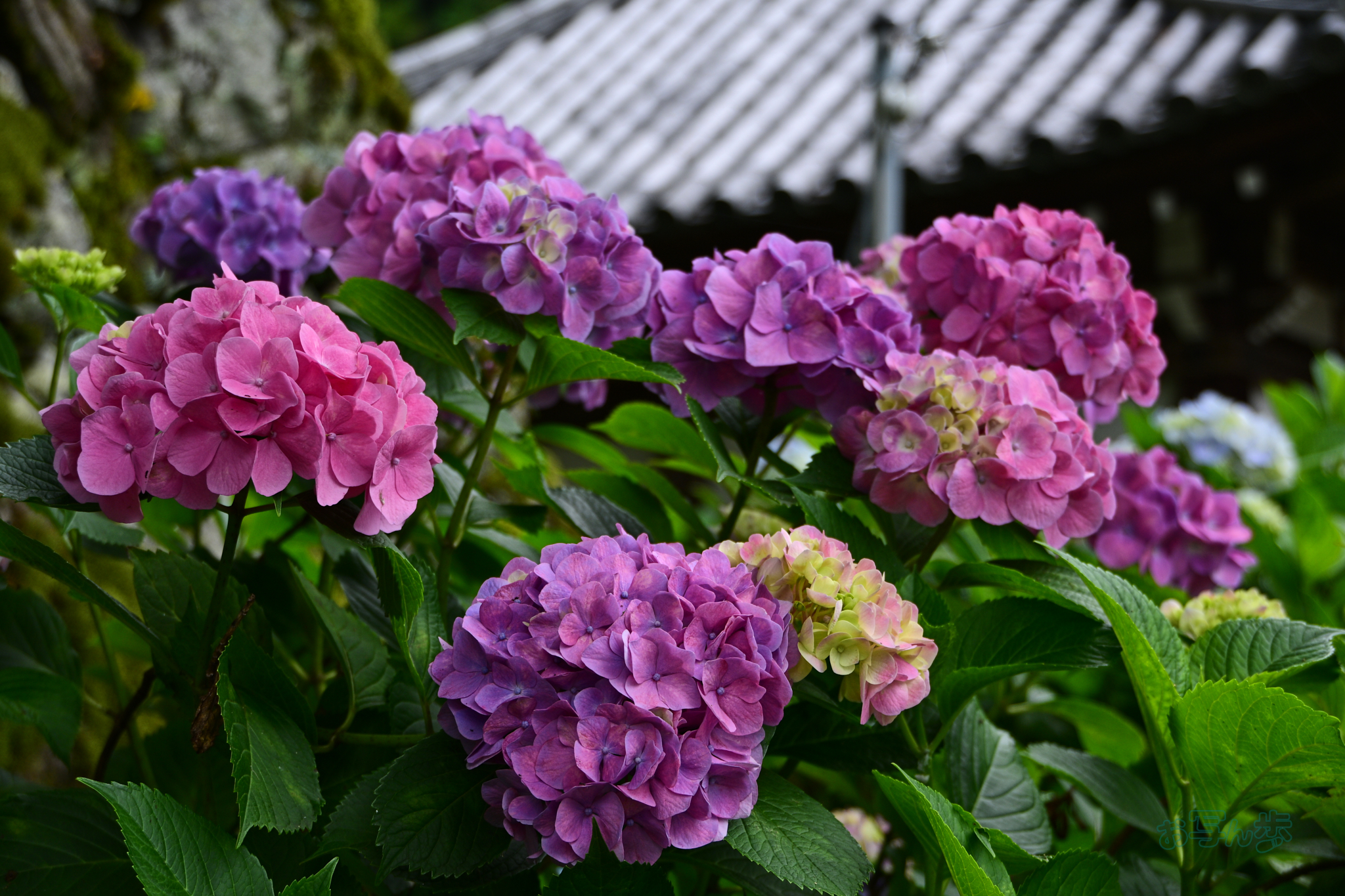https://www.yaotomi.co.jp/blog/walk/DSC_6235co%2C43%20mm%2CF4.5%2Ciso110%28JPEG%29.jpg