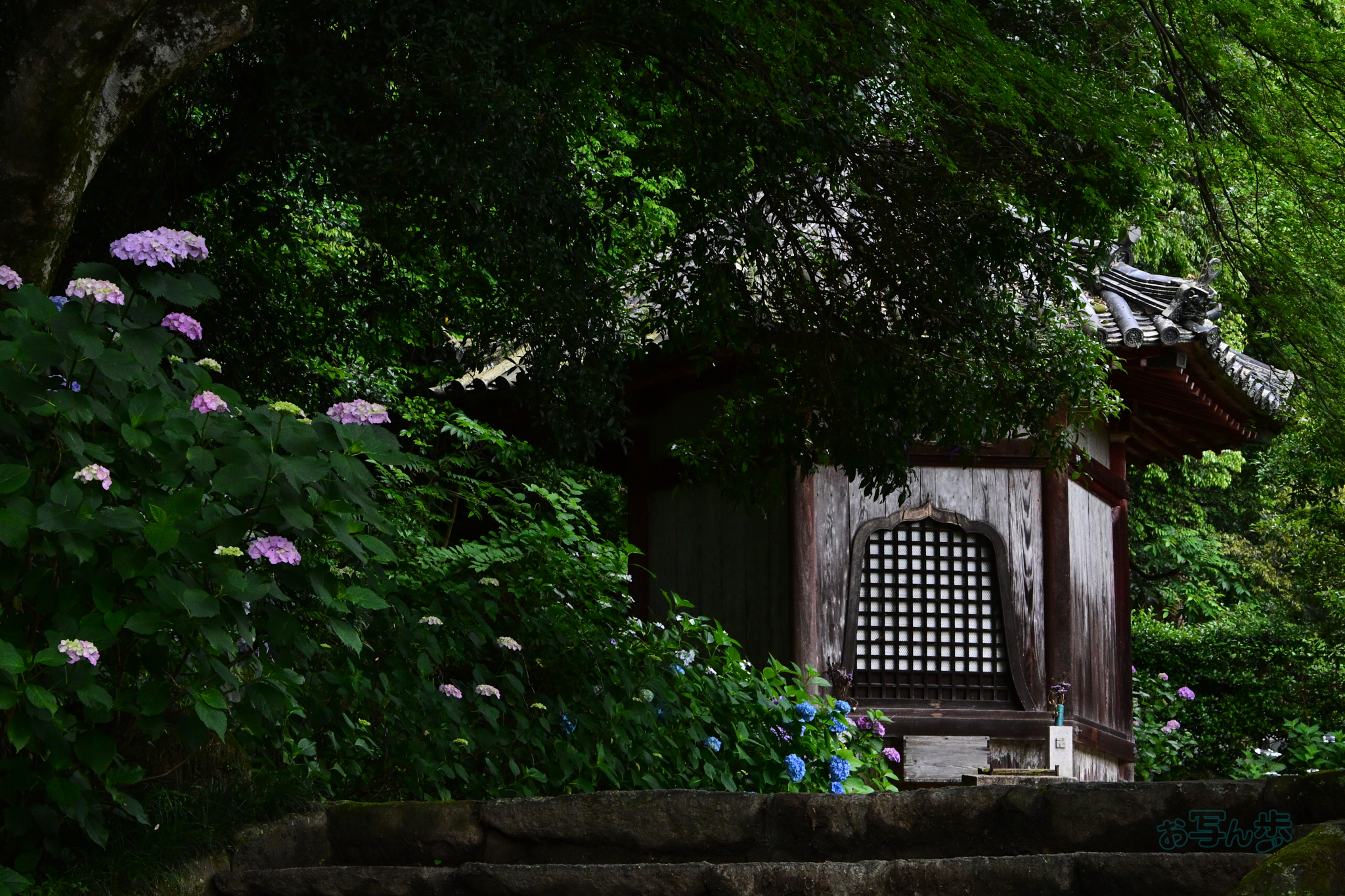 https://www.yaotomi.co.jp/blog/walk/DSC_6250co%2C57%20mm%2CF11%2Ciso2800%28JPEG%29.jpg