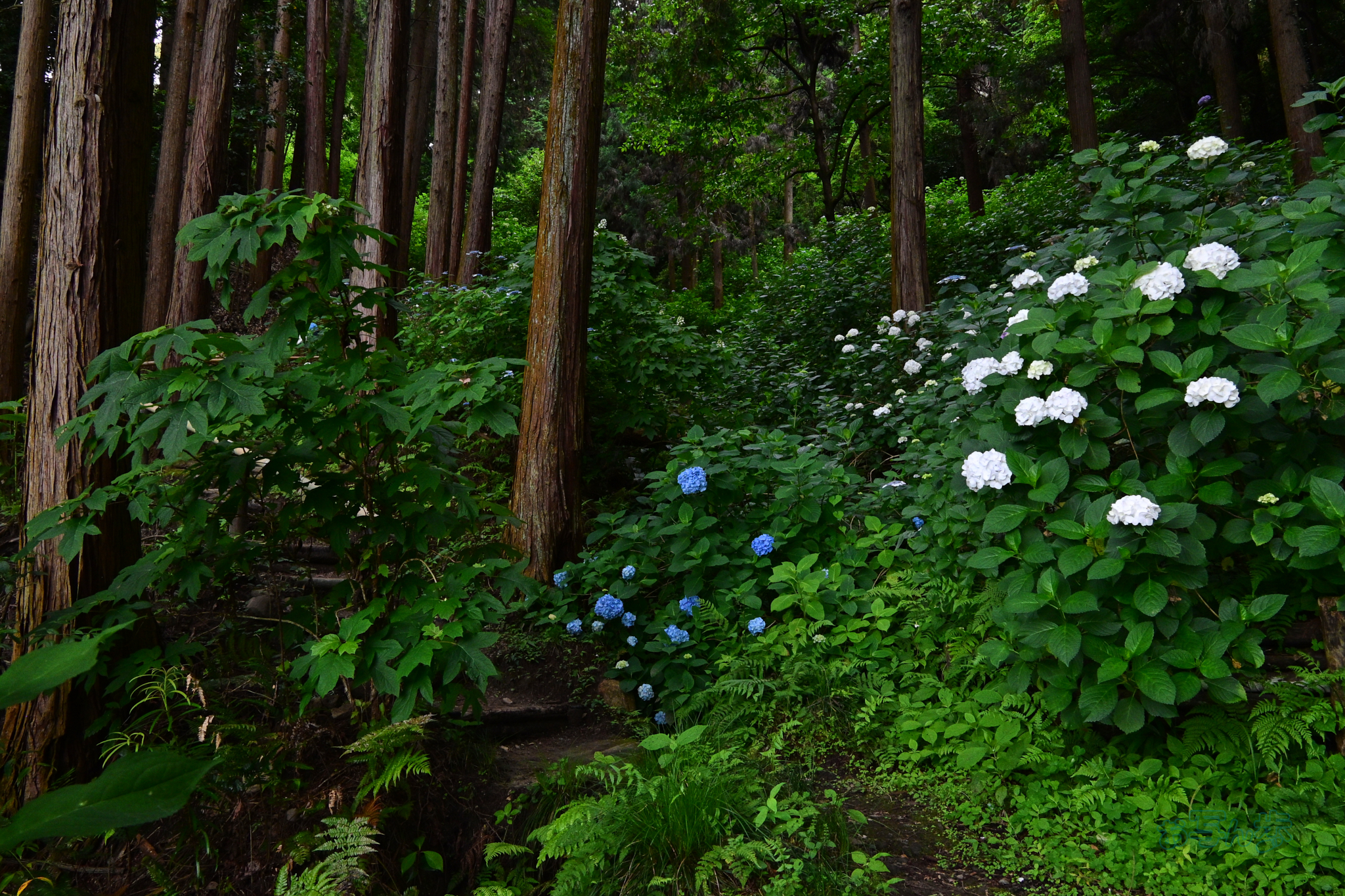 https://www.yaotomi.co.jp/blog/walk/DSC_6285co%2C18%20mm%2CF11%2Ciso1600%28JPEG%29.jpg