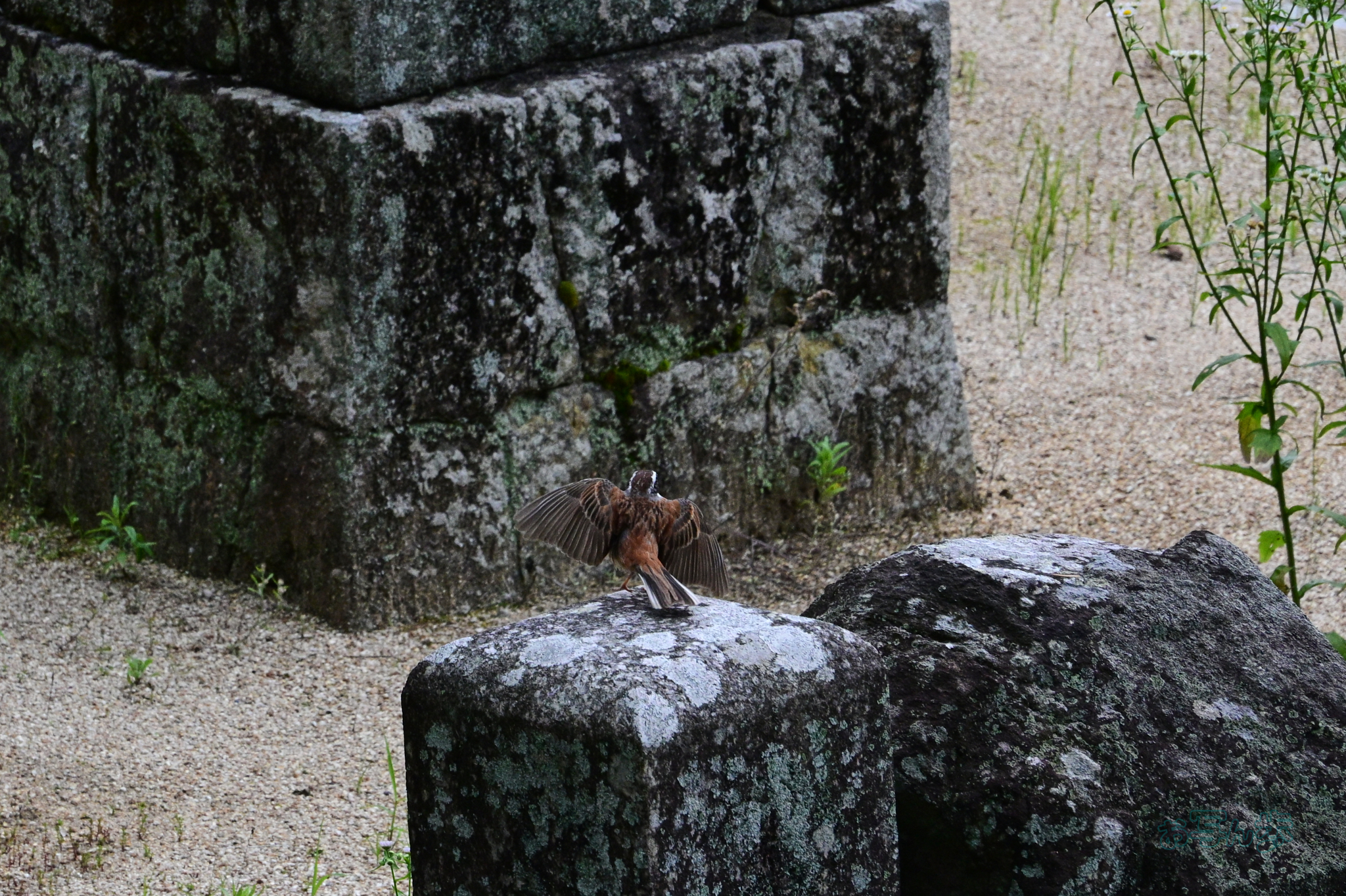 https://www.yaotomi.co.jp/blog/walk/DSC_6292co%2C140%20mm%2CF11%2Ciso1800%28JPEG%29.jpg