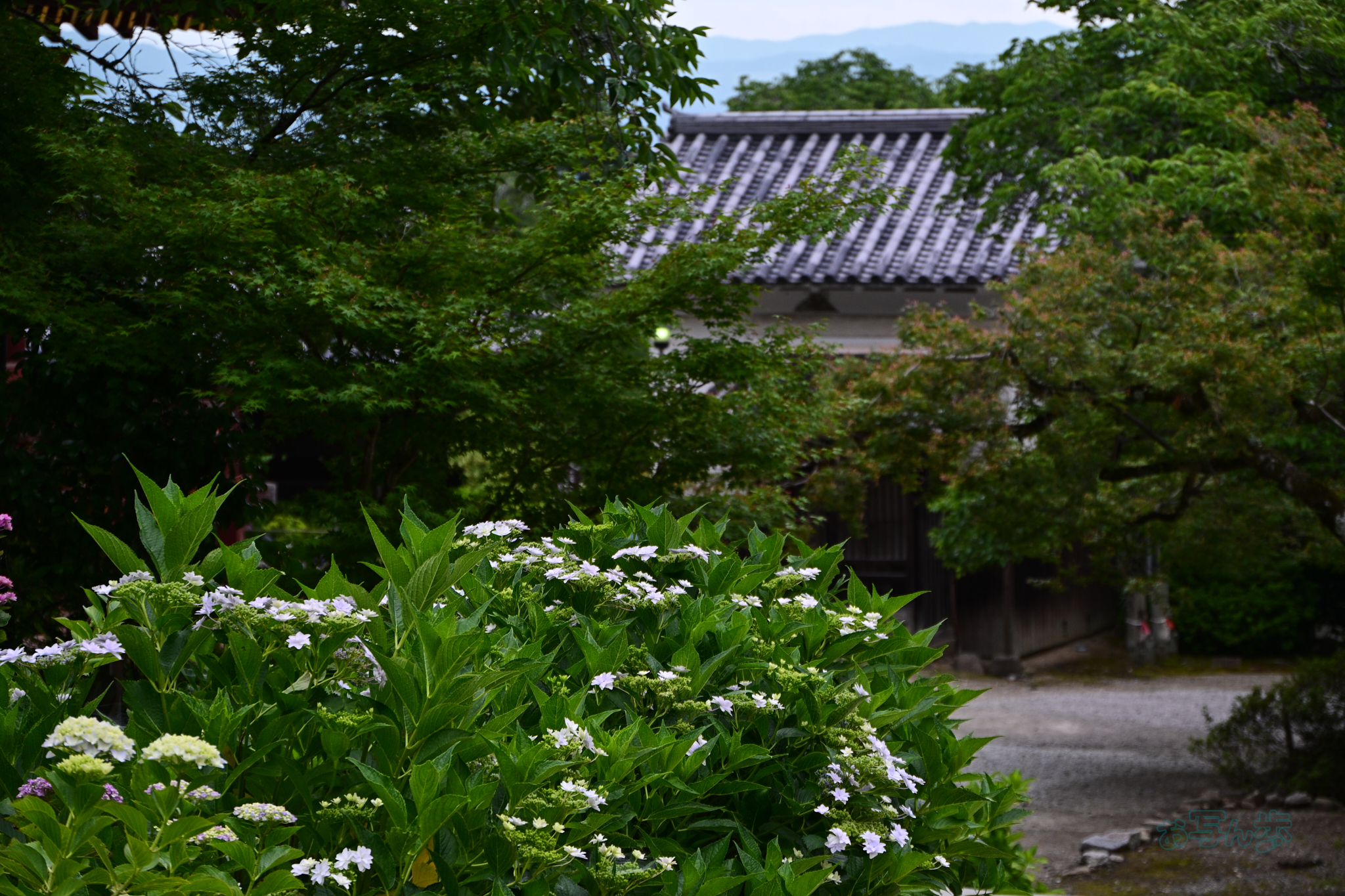 https://www.yaotomi.co.jp/blog/walk/DSC_6316co%2C82%20mm%2CF6.3%2Ciso200%28JPEG%29.jpg