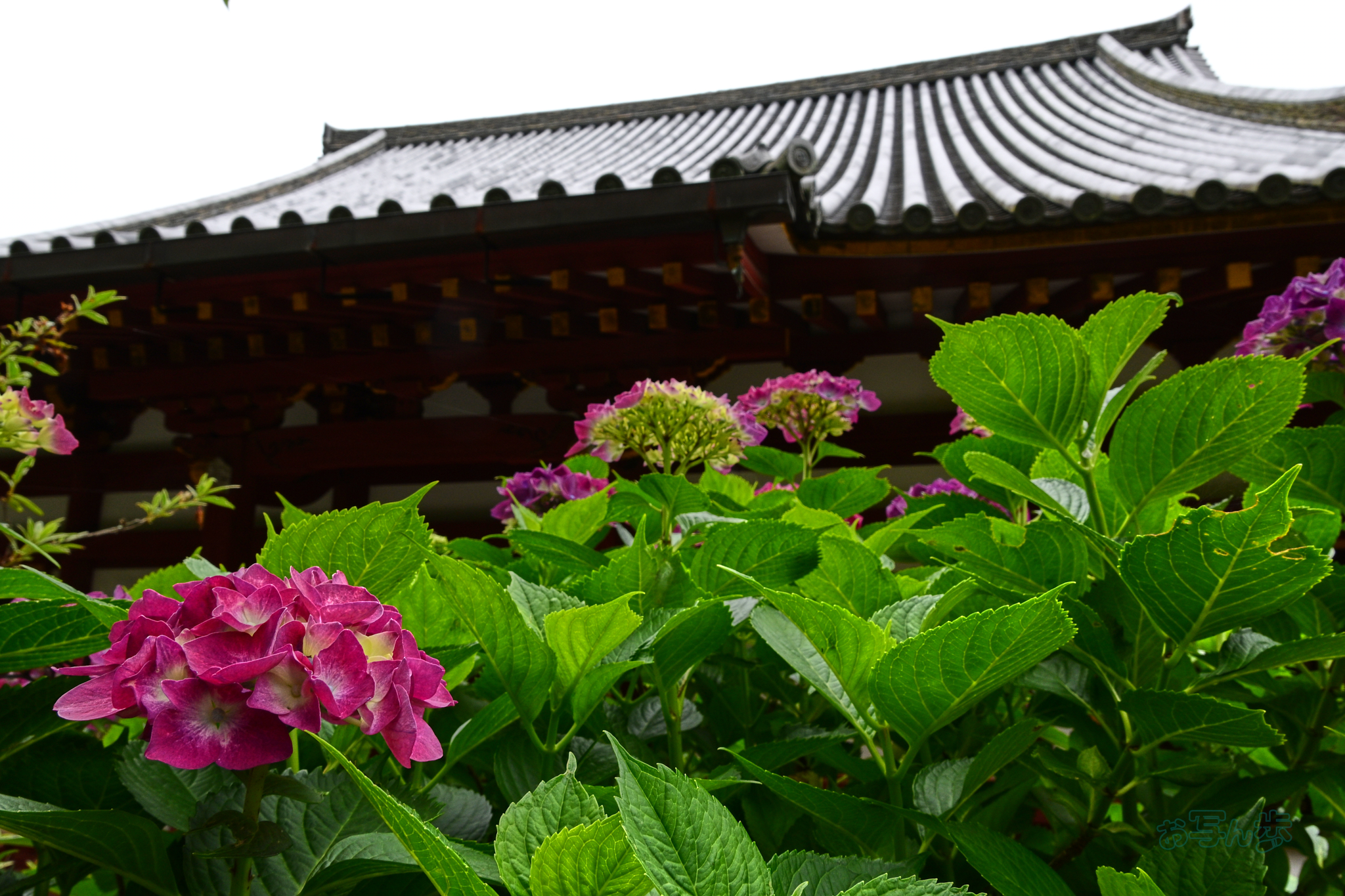 https://www.yaotomi.co.jp/blog/walk/DSC_6335co%2C18%20mm%2CF11%2Ciso250%28JPEG%29_1.jpg