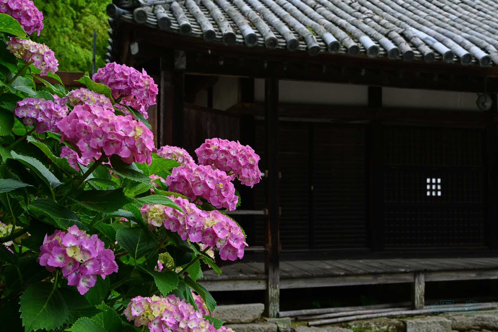 https://www.yaotomi.co.jp/blog/walk/DSC_6368co%2C30%20mm%2CF9%2Ciso220%28JPEG%29.jpg
