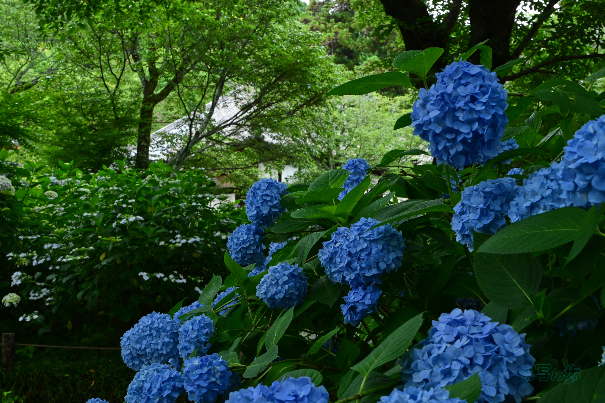 https://www.yaotomi.co.jp/blog/walk/DSC_6461co%2C32%20mm%2CF11%2Ciso900%28JPEG%29.jpg