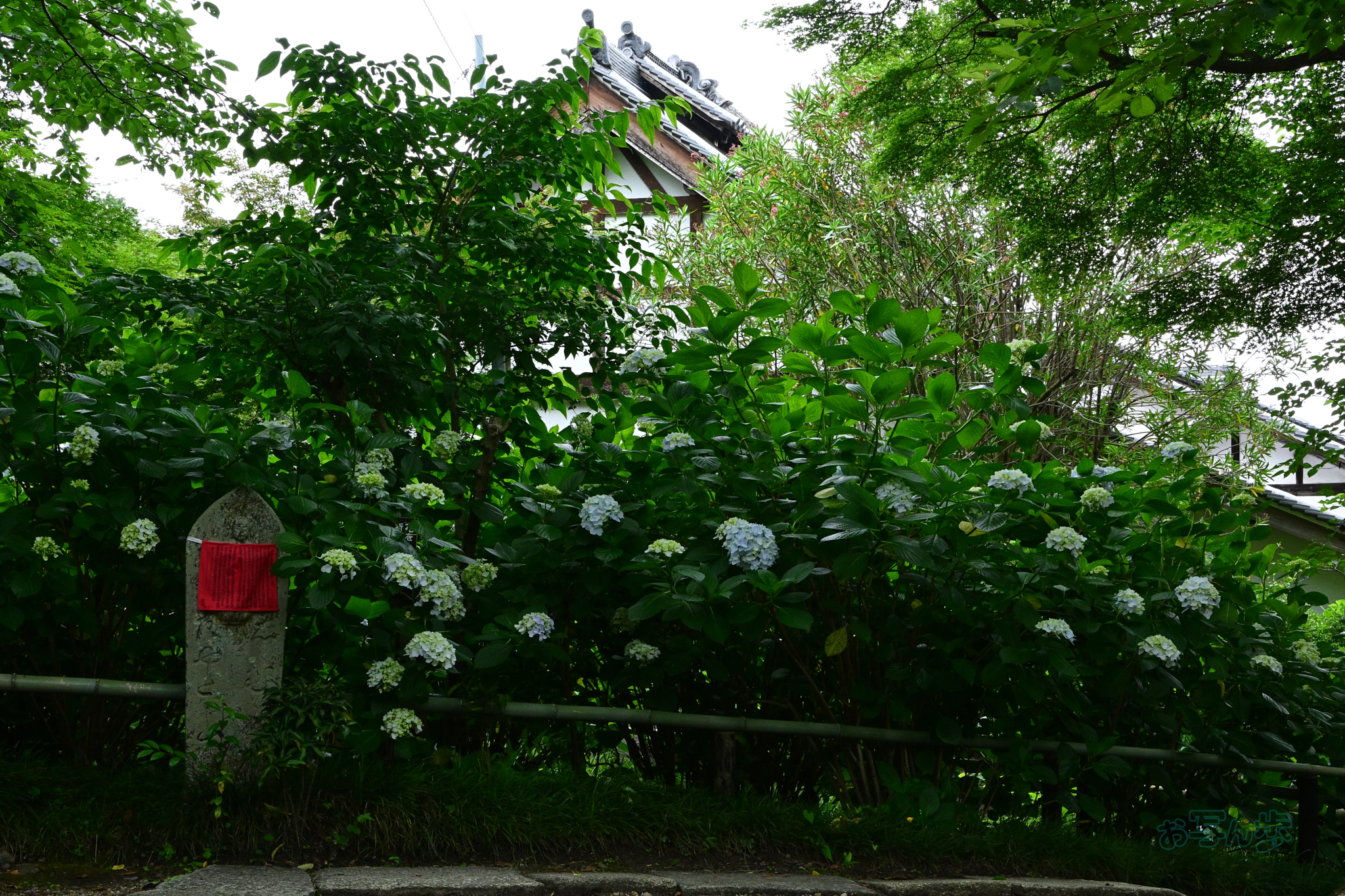 https://www.yaotomi.co.jp/blog/walk/DSC_6468co%2C38%20mm%2CF11%2Ciso1250%28JPEG%29.jpg