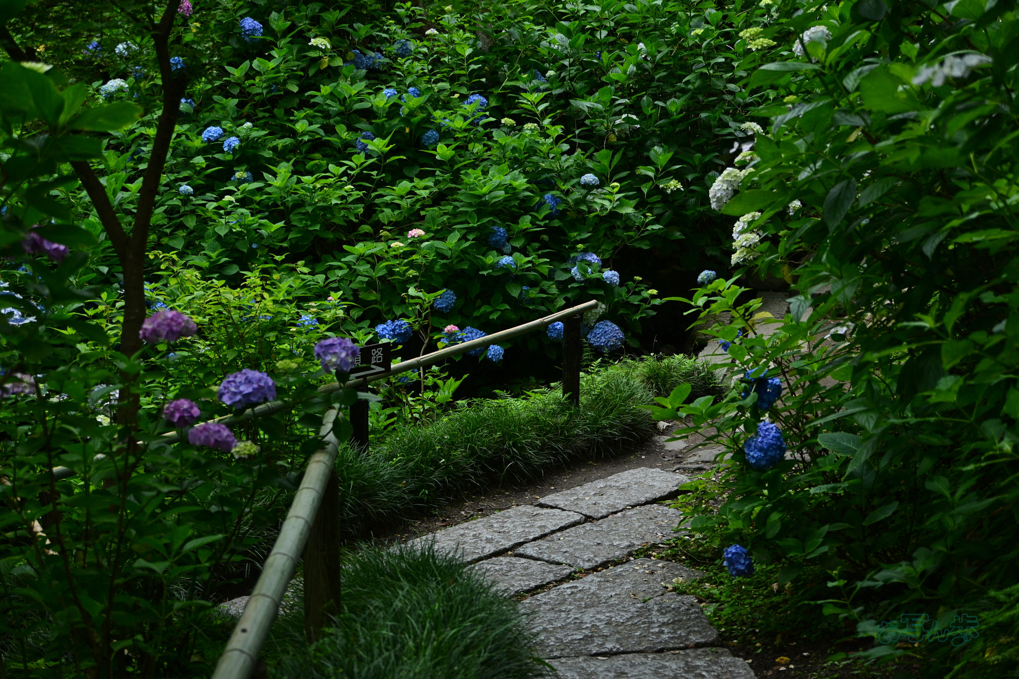 https://www.yaotomi.co.jp/blog/walk/DSC_6489co%2C41%20mm%2CF4.5%2Ciso200%28JPEG%29.jpg