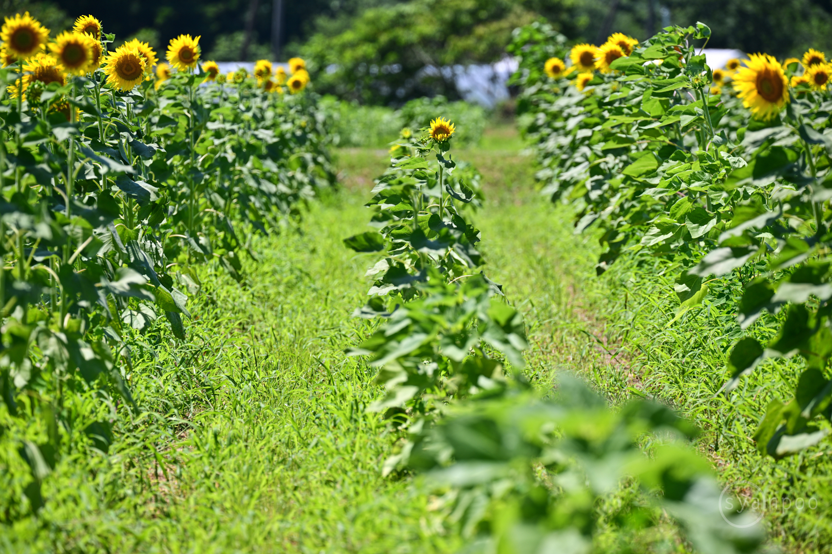 https://www.yaotomi.co.jp/blog/walk/DSC_6532%2C300%20mm%2CF7.1%2Ciso100%28JPEG%29.jpg