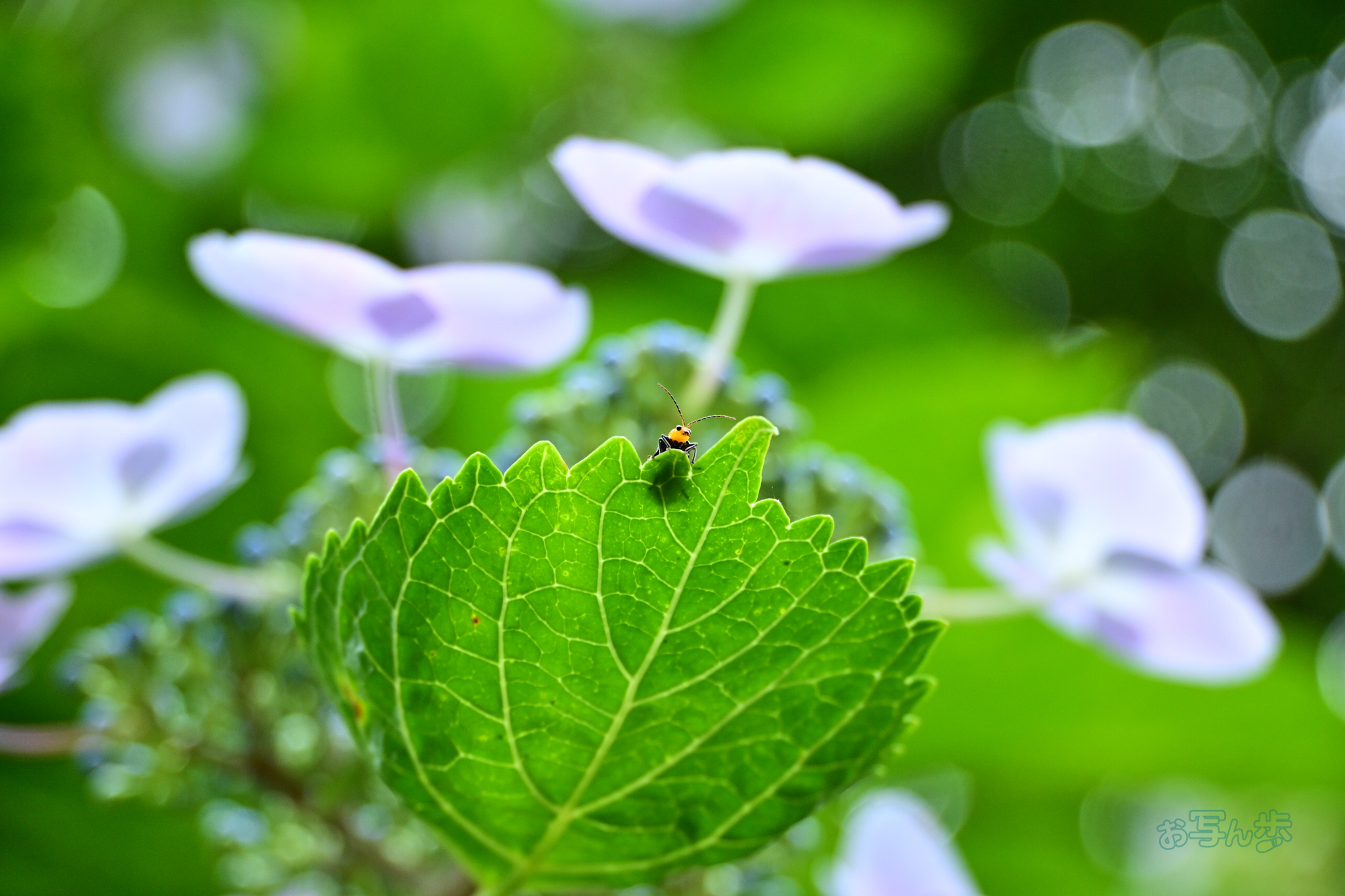 https://www.yaotomi.co.jp/blog/walk/DSC_6574co%2C70%20mm%2CF5.3%2Ciso800%28JPEG%29.jpg